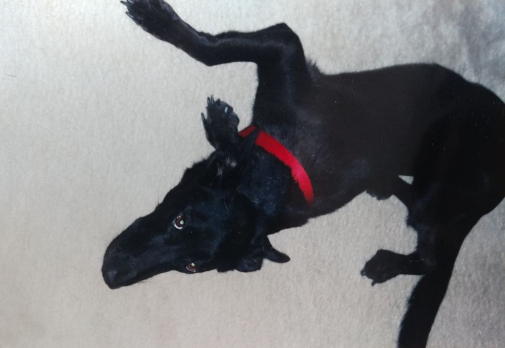 Peggy Adams Animal Rescue League West Palm Beach