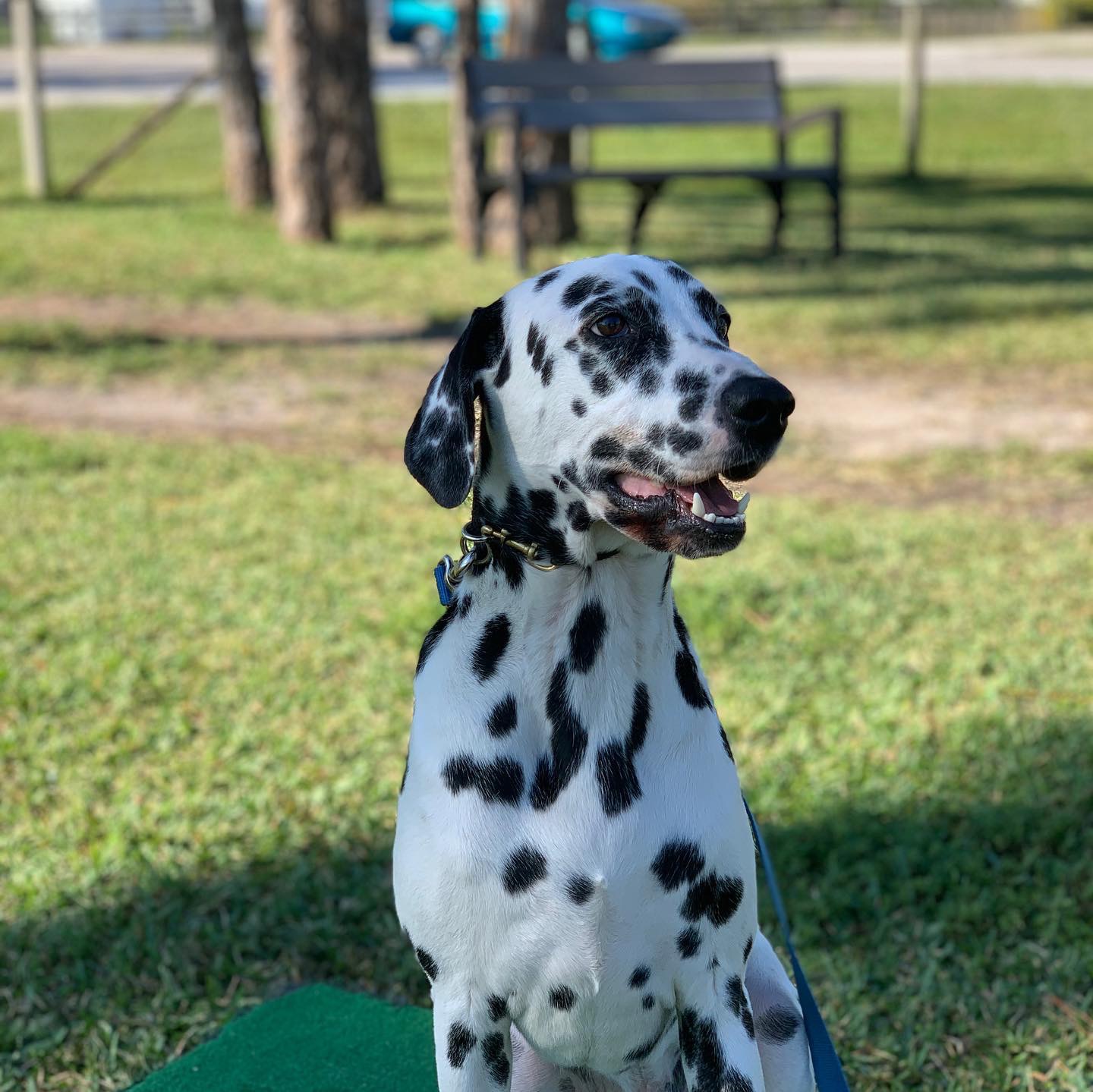 The Dog Training Clinic, LLC West Palm Beach