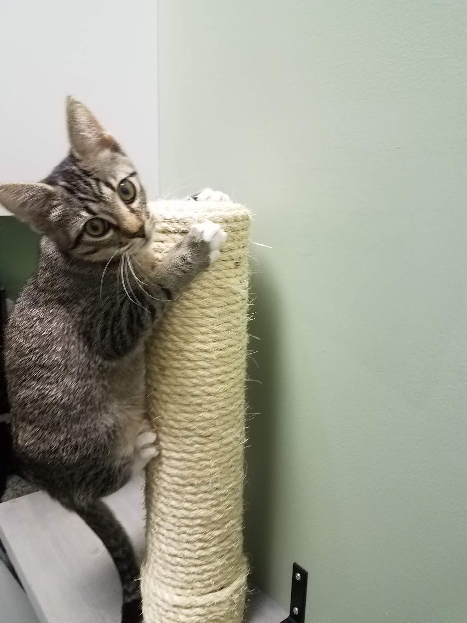 West Park Animal Hospital Westchase
