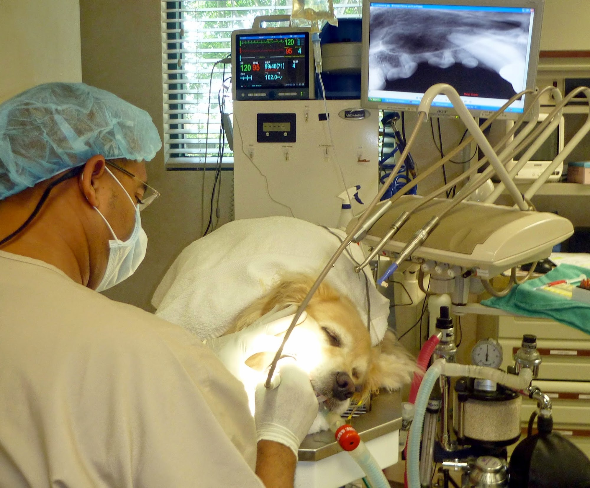 All Pets Dental Weston