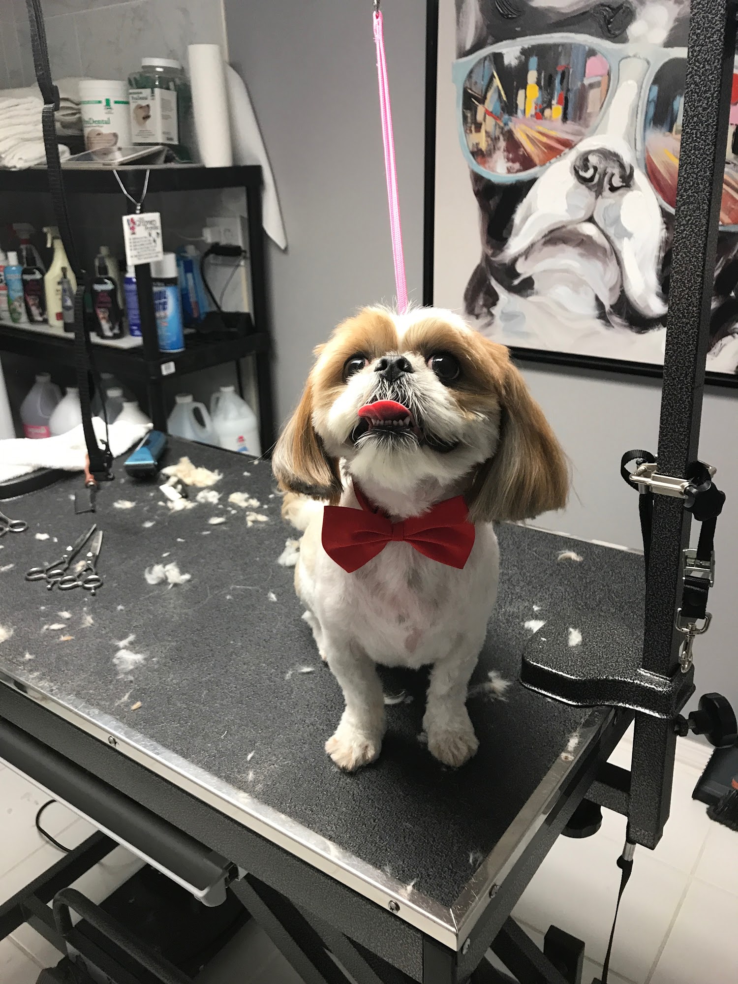 Sergio's Dog Grooming