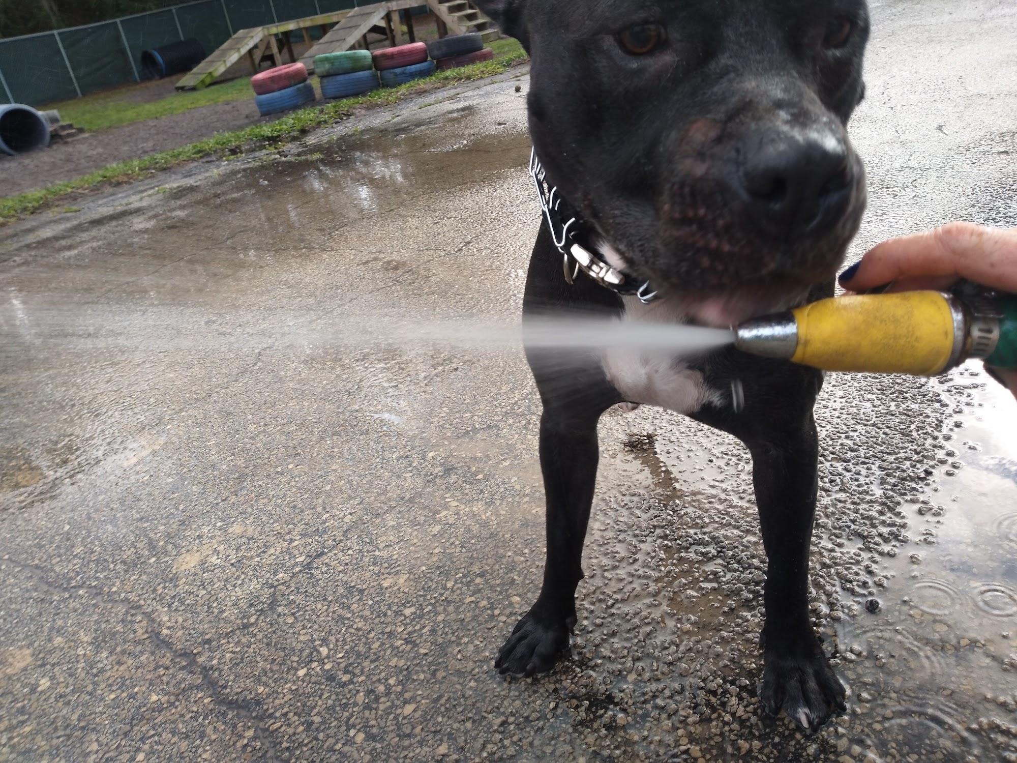 Ruff & Fluff Winter Haven