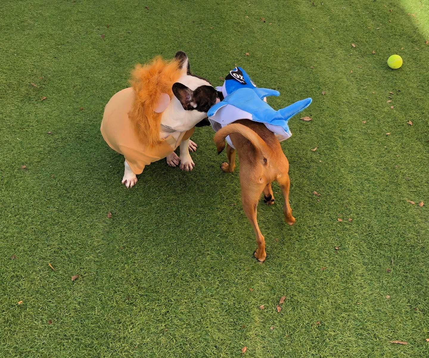 Little Wolfe's Pet Resort Winter Haven