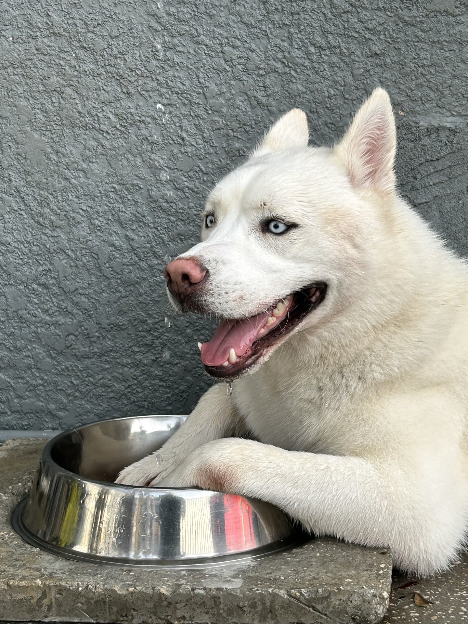 Uptown Dog Winter Park