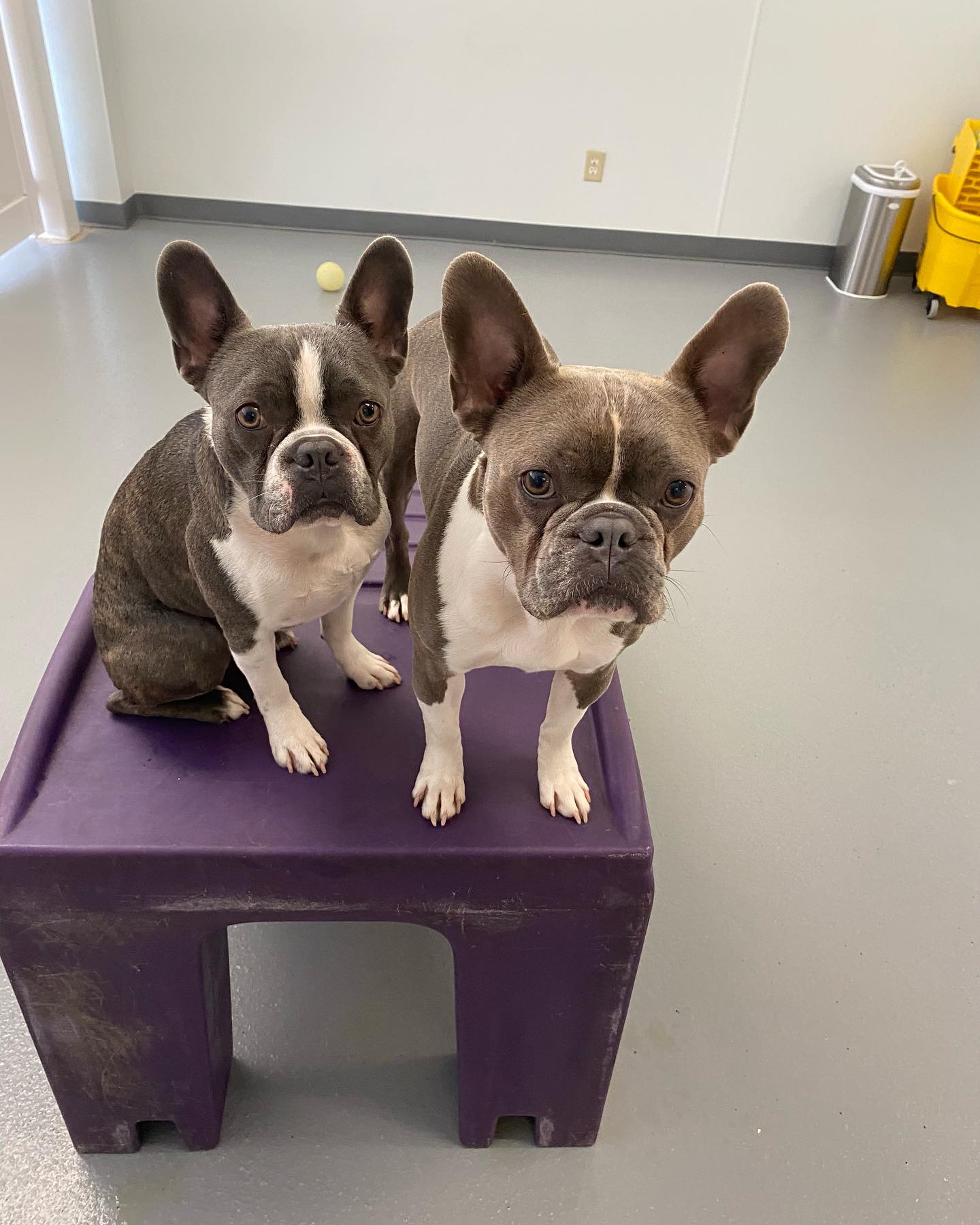 Eastman's Escape for Healthy Pets, Fairbanks Winter Park