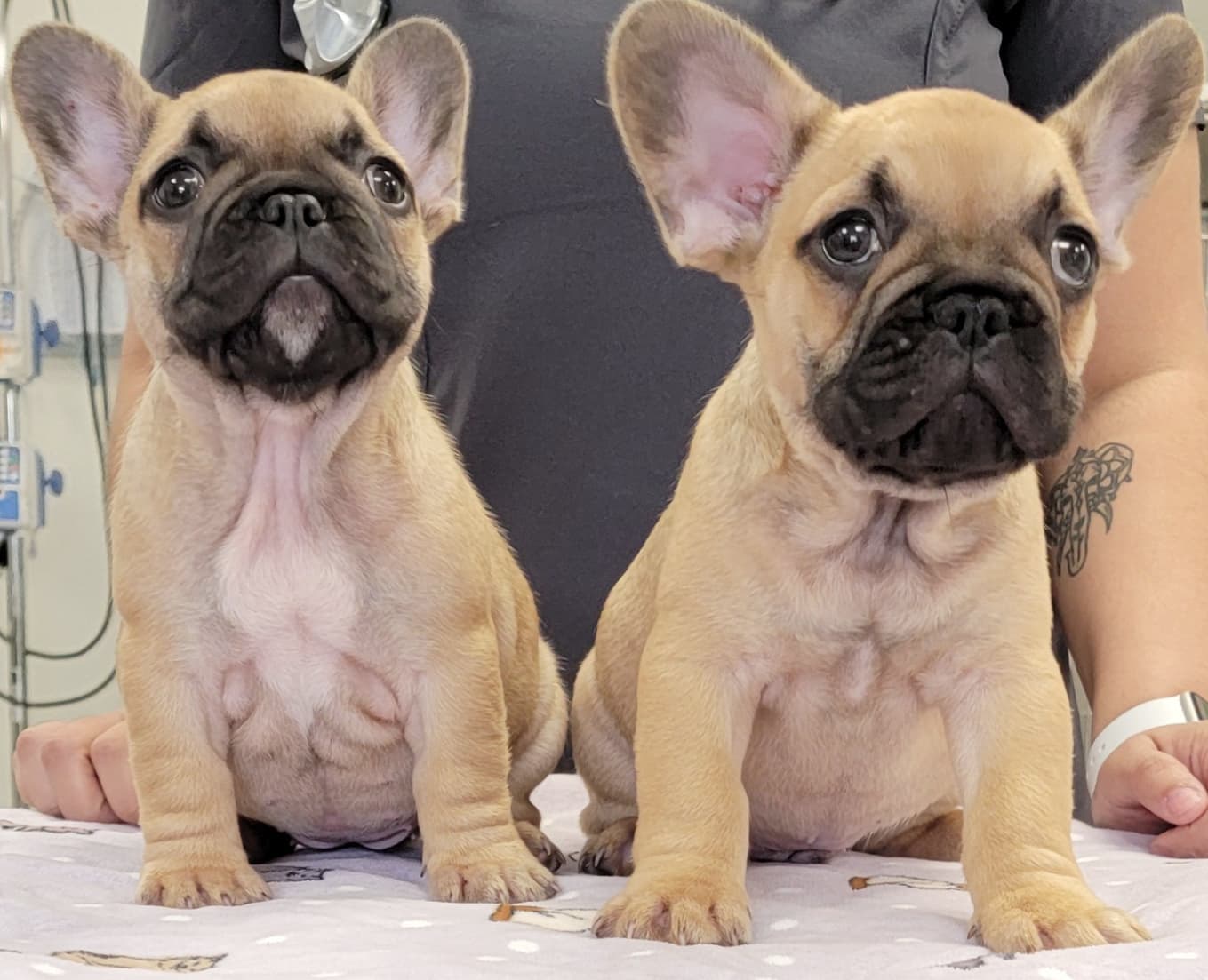 4 Paws Animal Clinic Winter Park