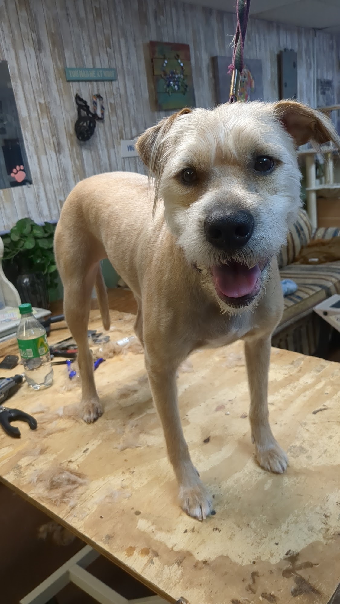 Pet Facilities in Zephyrhills, Florida Pet Stores, Grooming, Pet Care