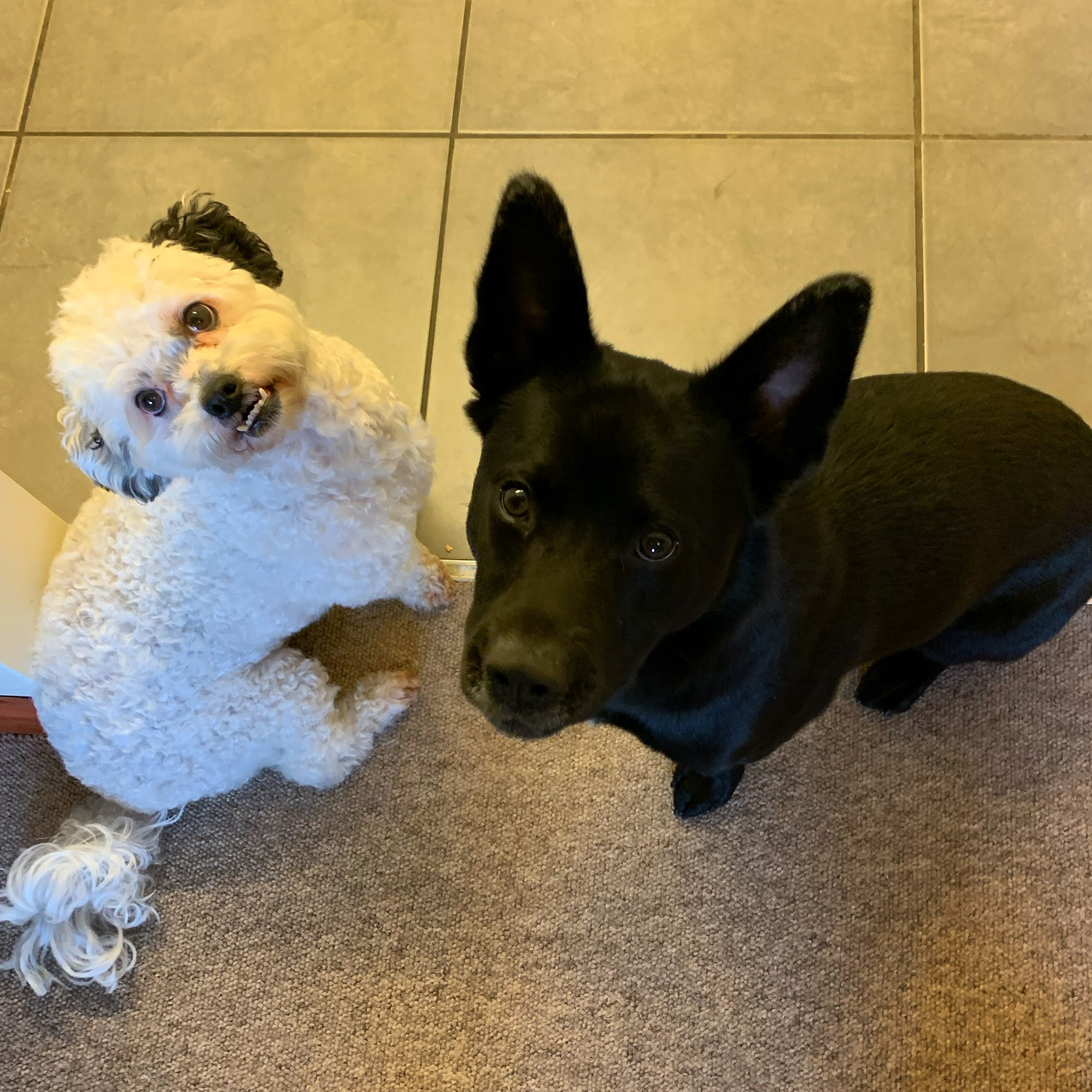 Pet Air Carrier Alpharetta