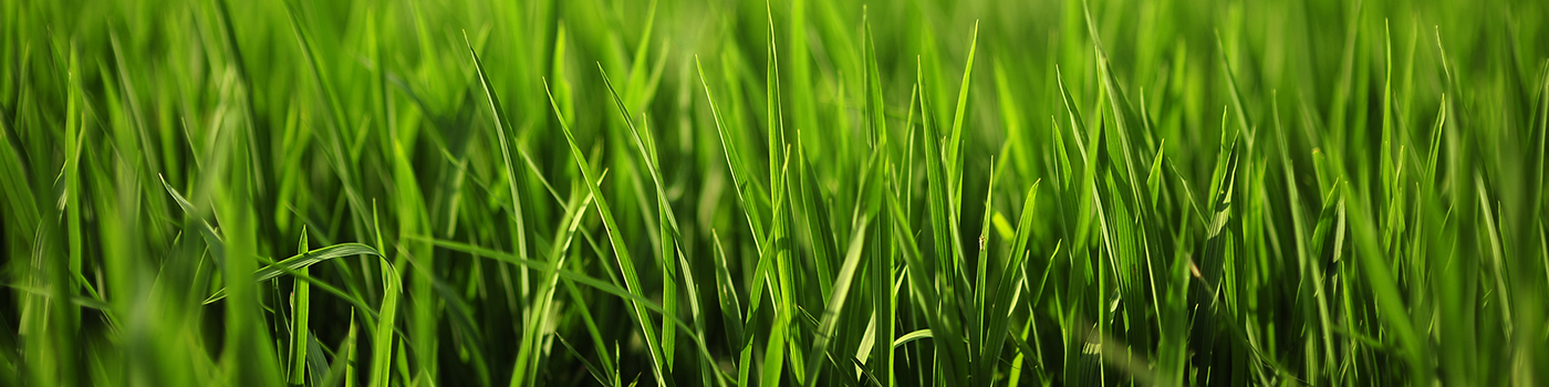 Premium Landscaping & Lawn Maintenance