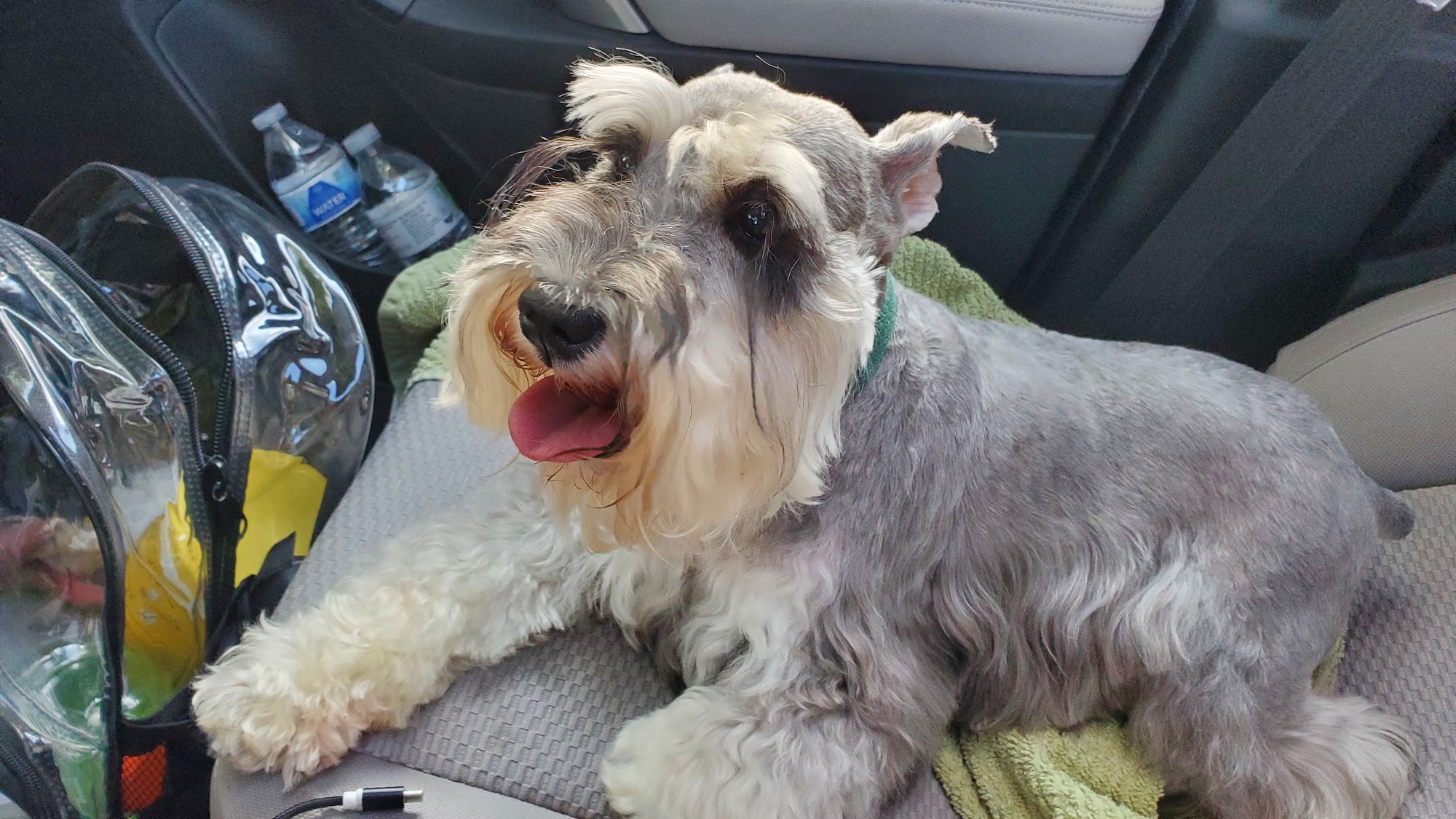 Puddle of Pooch Atlanta