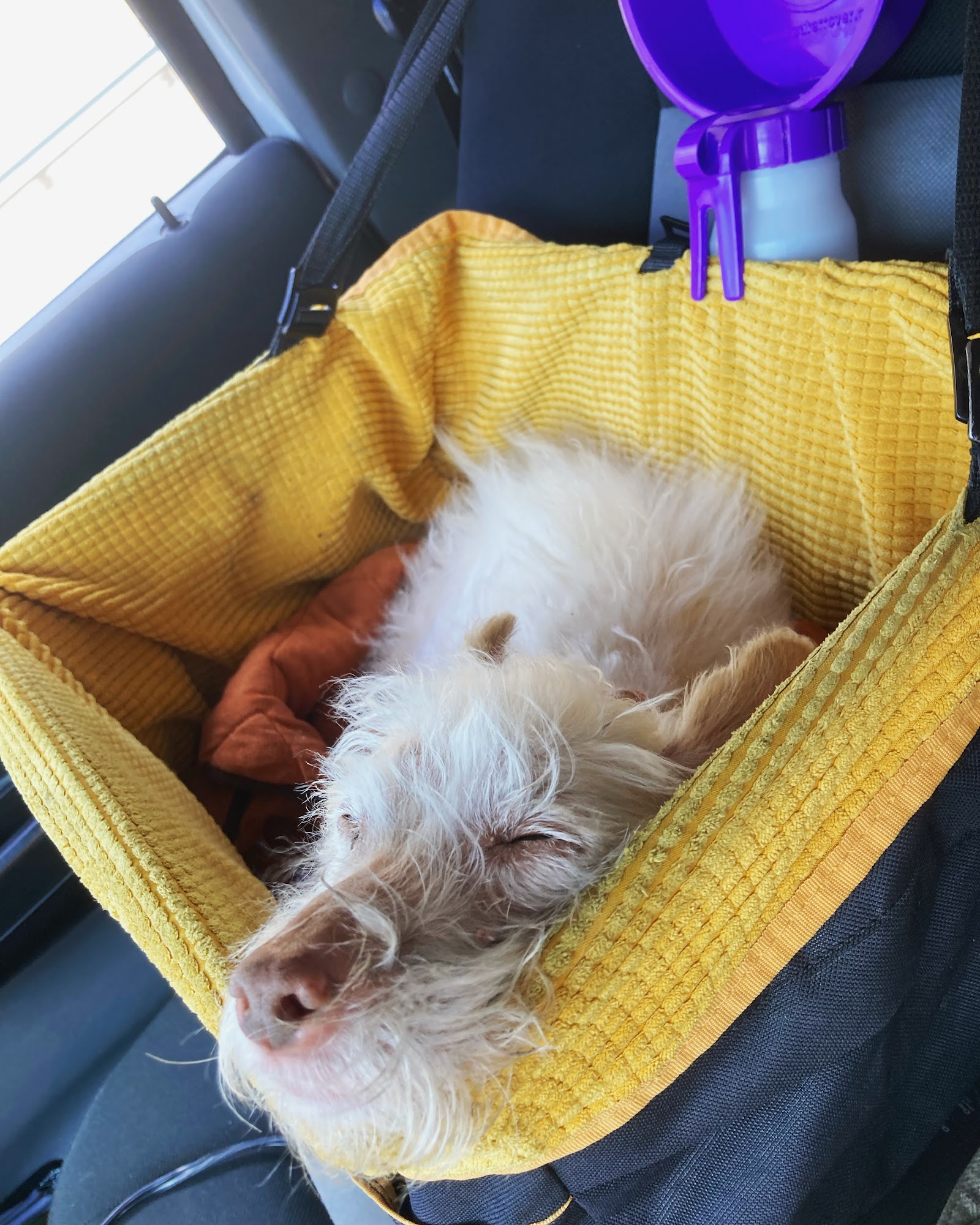 Pet Angel Memorial Center Atlanta