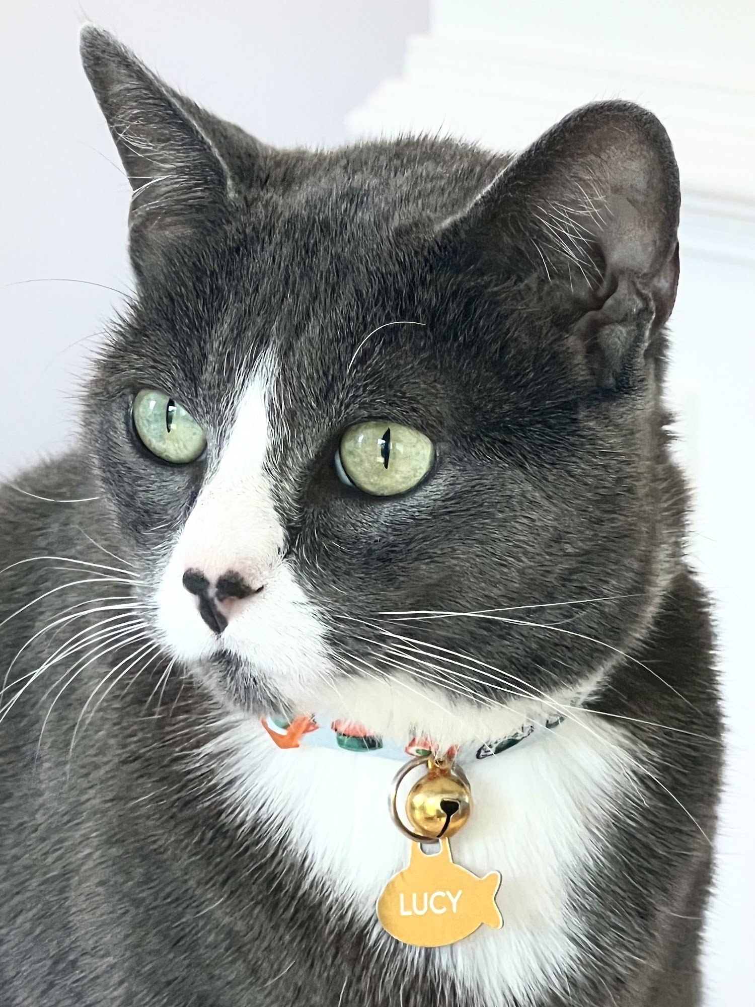 Critter Sitters, Inc. Atlanta