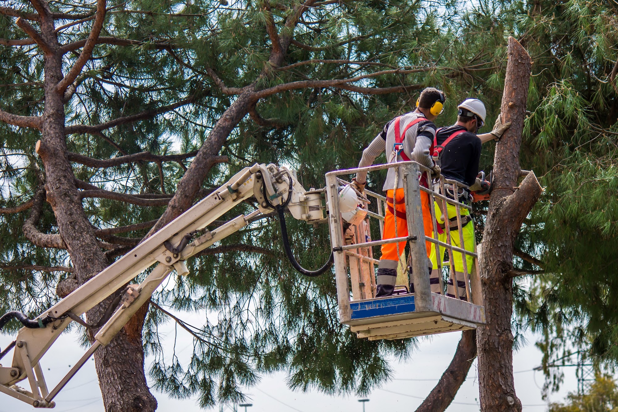 Atlanta Tree Service Experts