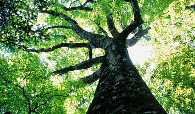Brookhaven Tree Service