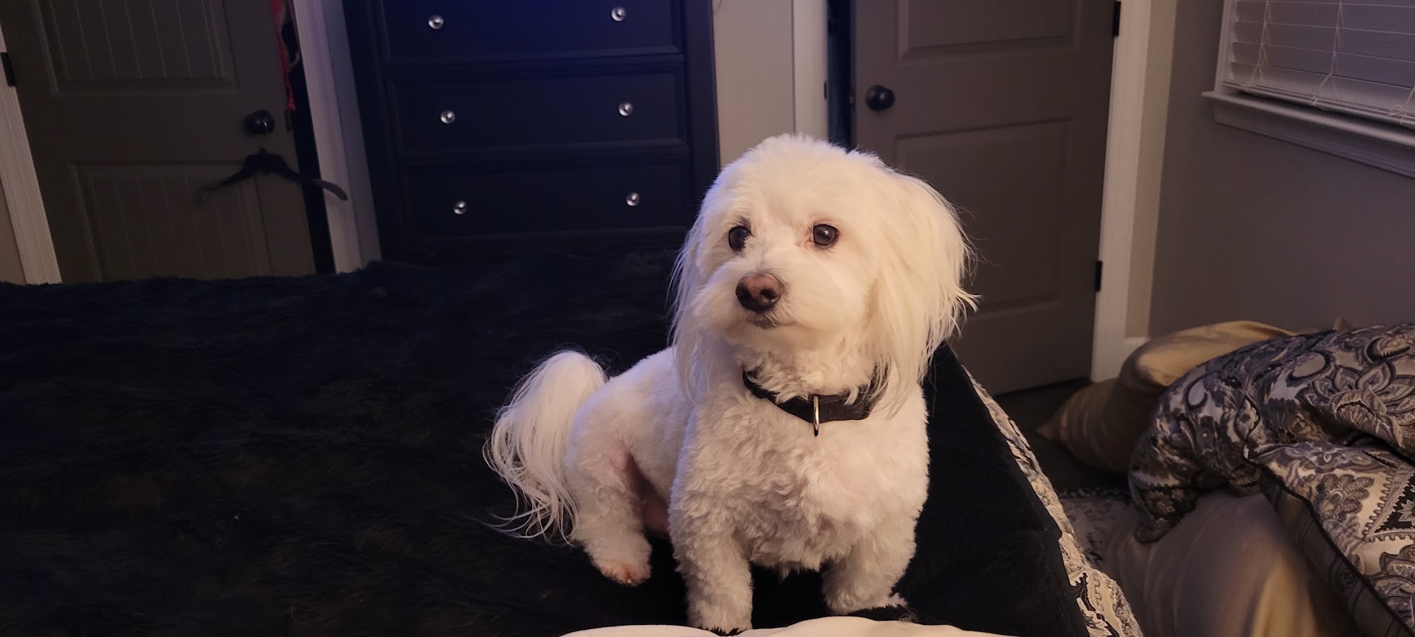 A Pet's Life Augusta