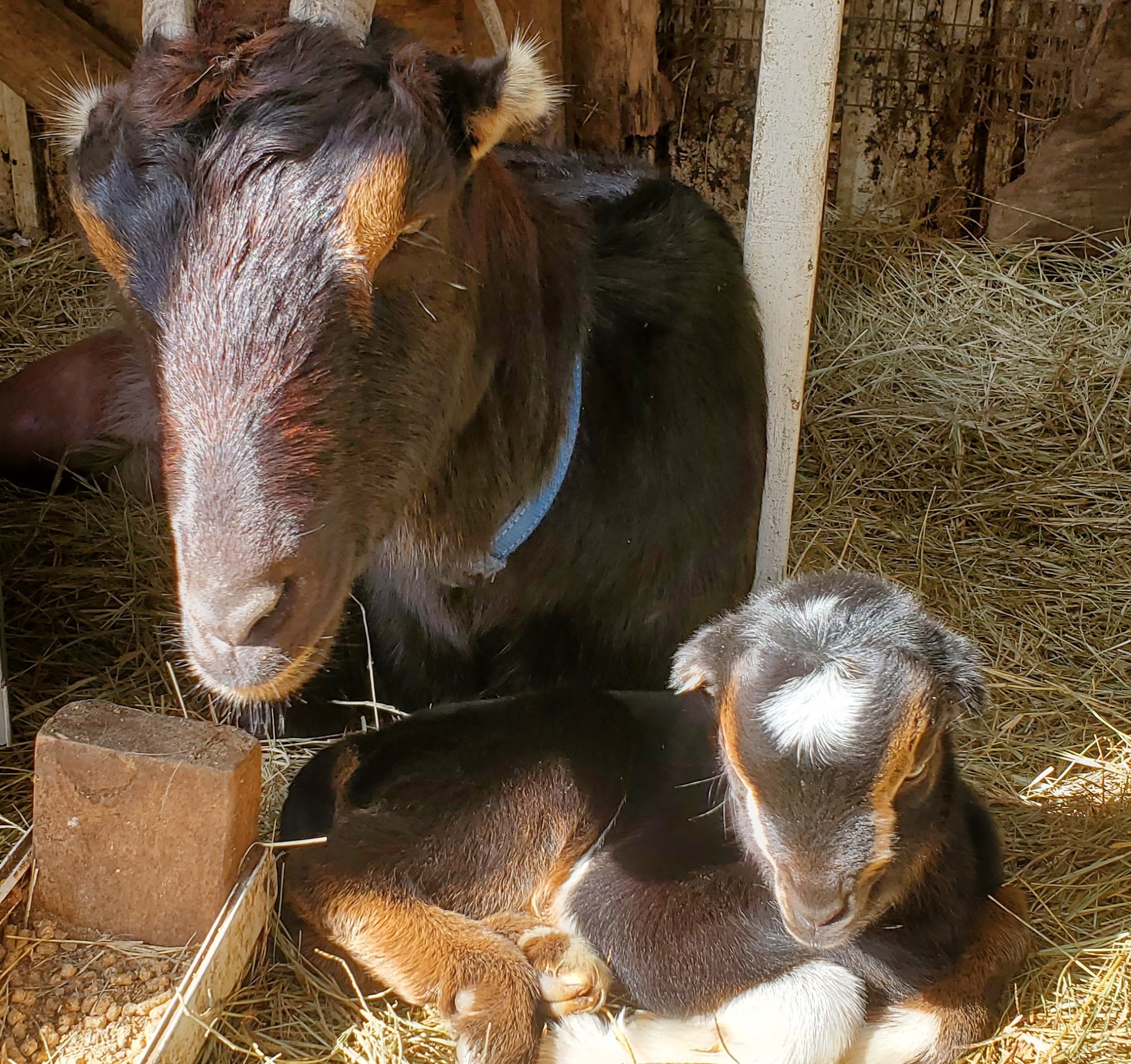 Blackberry Creek Mini Farm Augusta