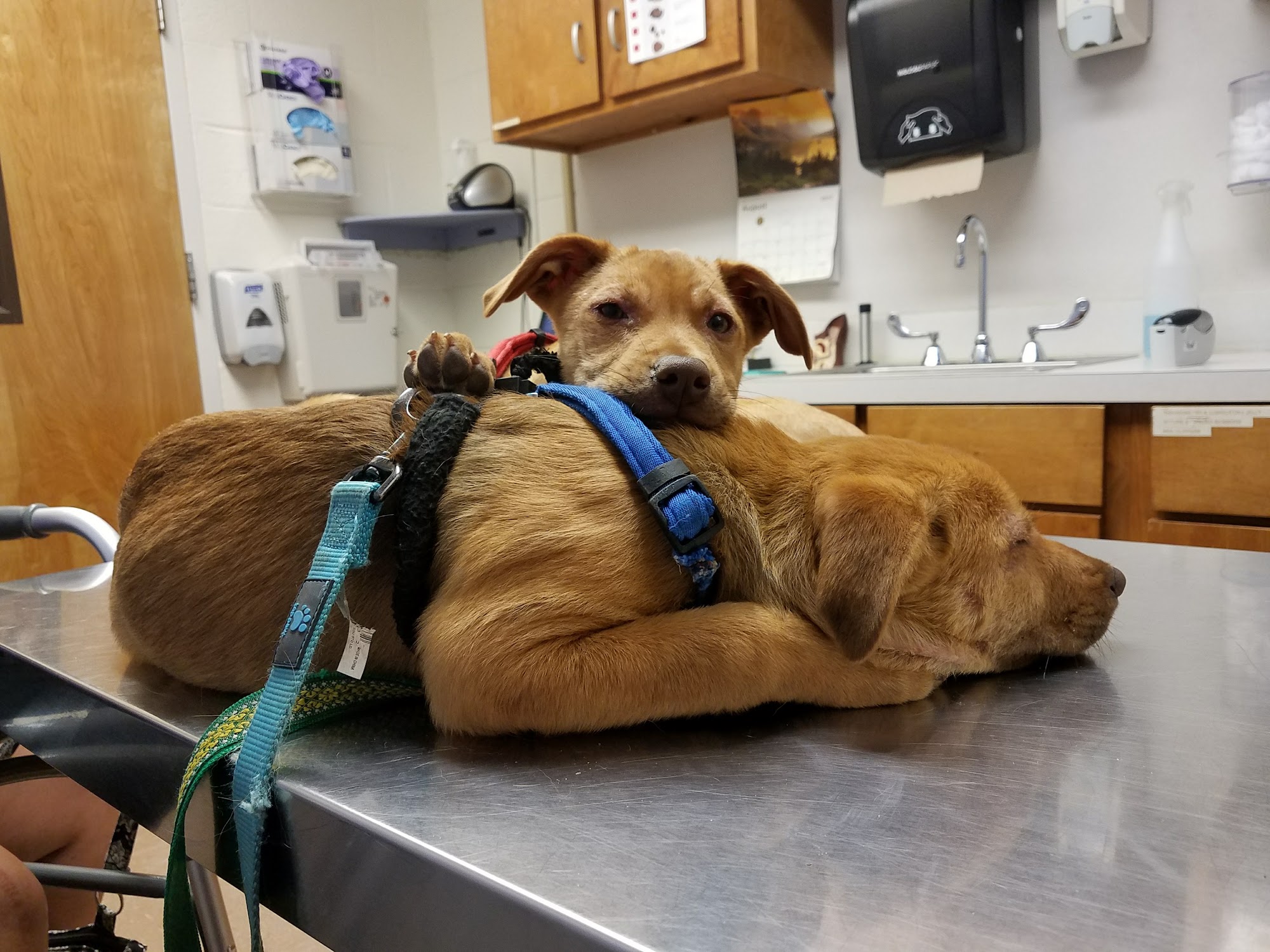 Fort Eisenhower Veterinary Treatment Facility Augusta