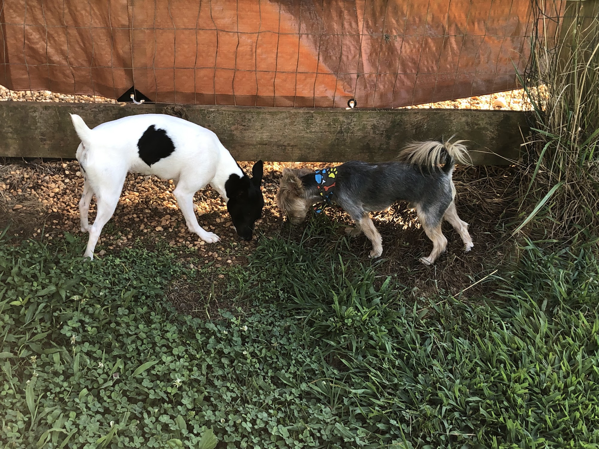 Paws At Play Dog Boarding and Training Ball Ground