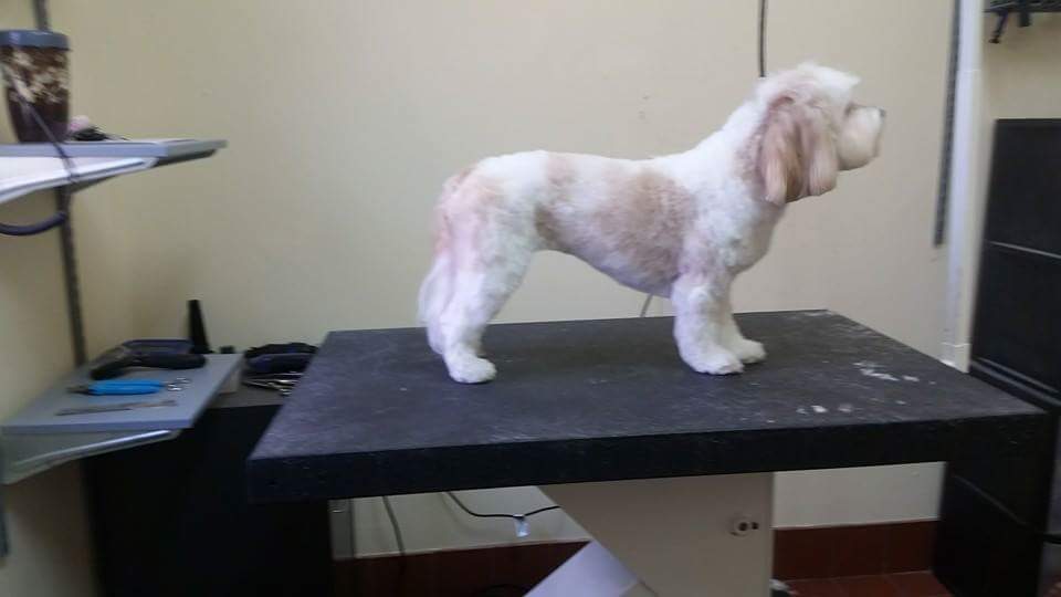 Shaggy Paws Salon & Spa, Inc Buford