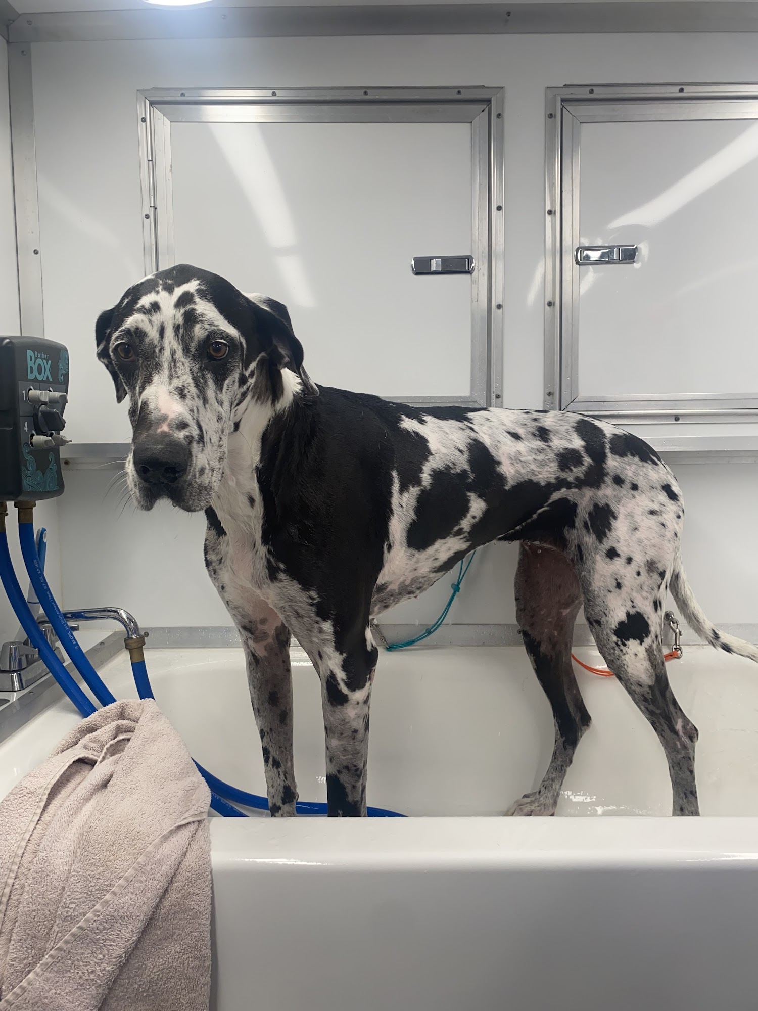 Dapper Dog Grooming, LLC Canton