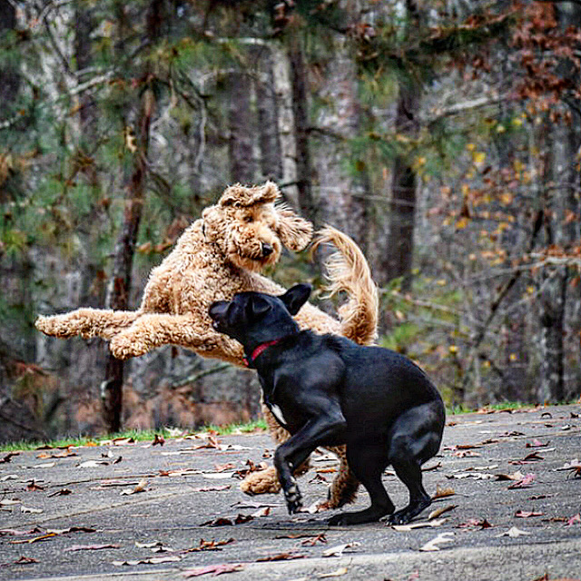 Georgia K9 National Training Center Canton