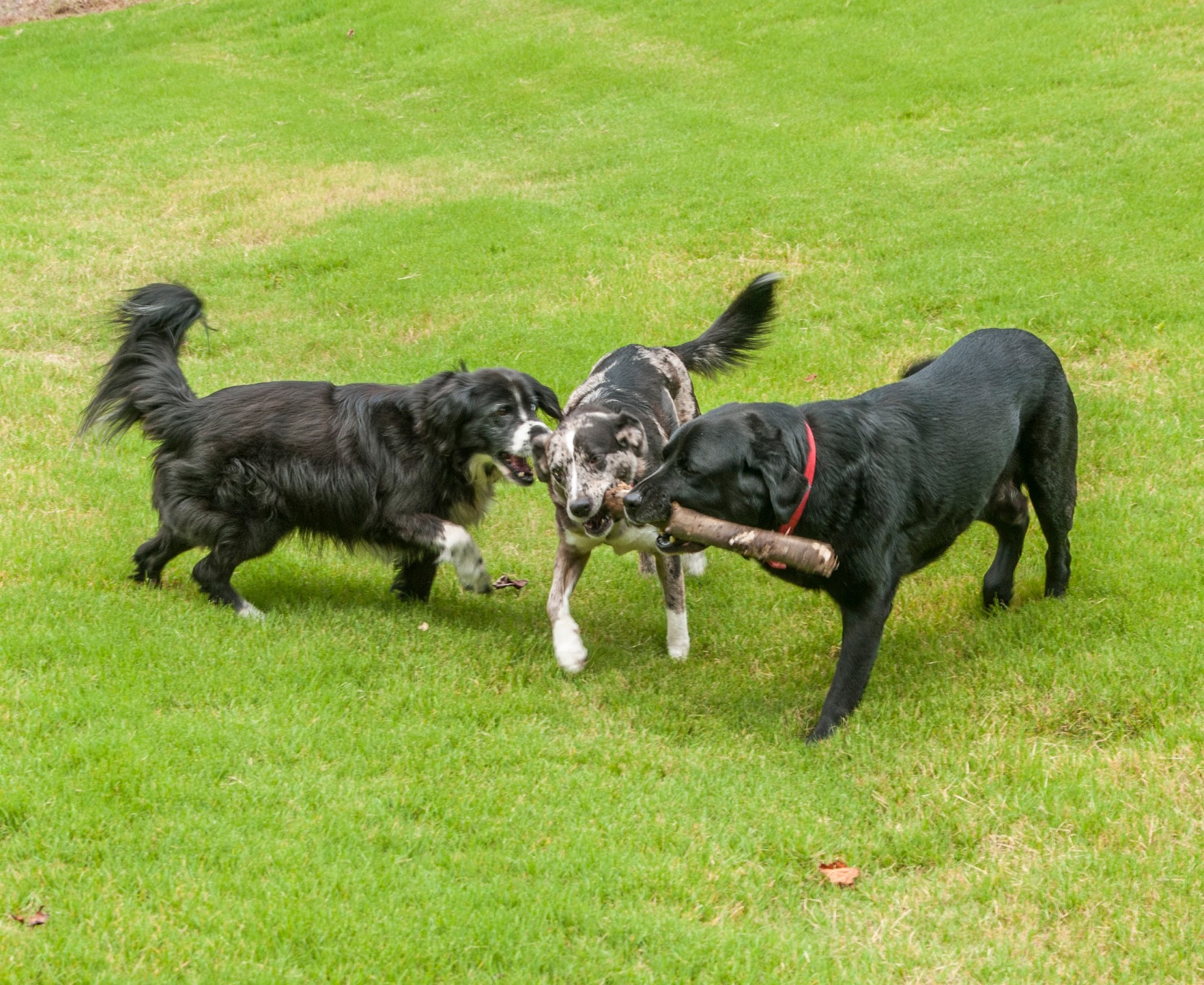 A Tail Away, Inc. Canton