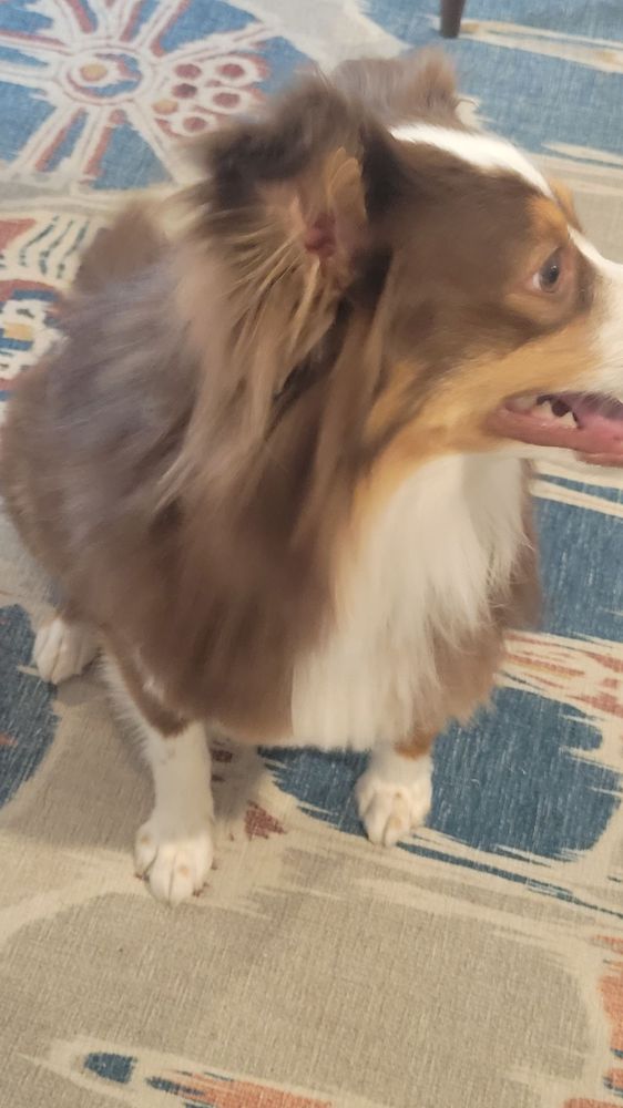 Amy's Grooming Salon(Holly Springs) Canton