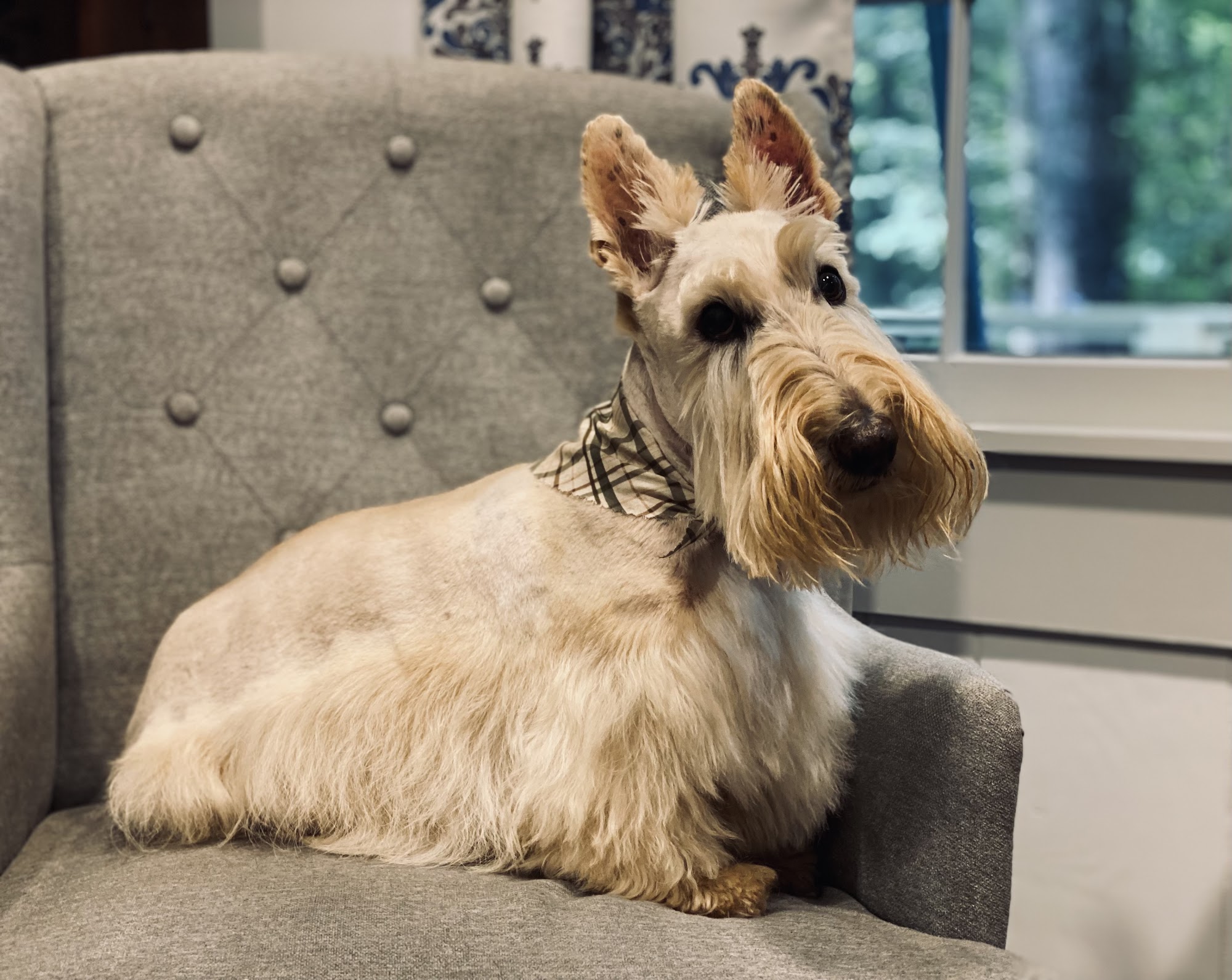 Dog Wash Cafe - Holly Springs Canton