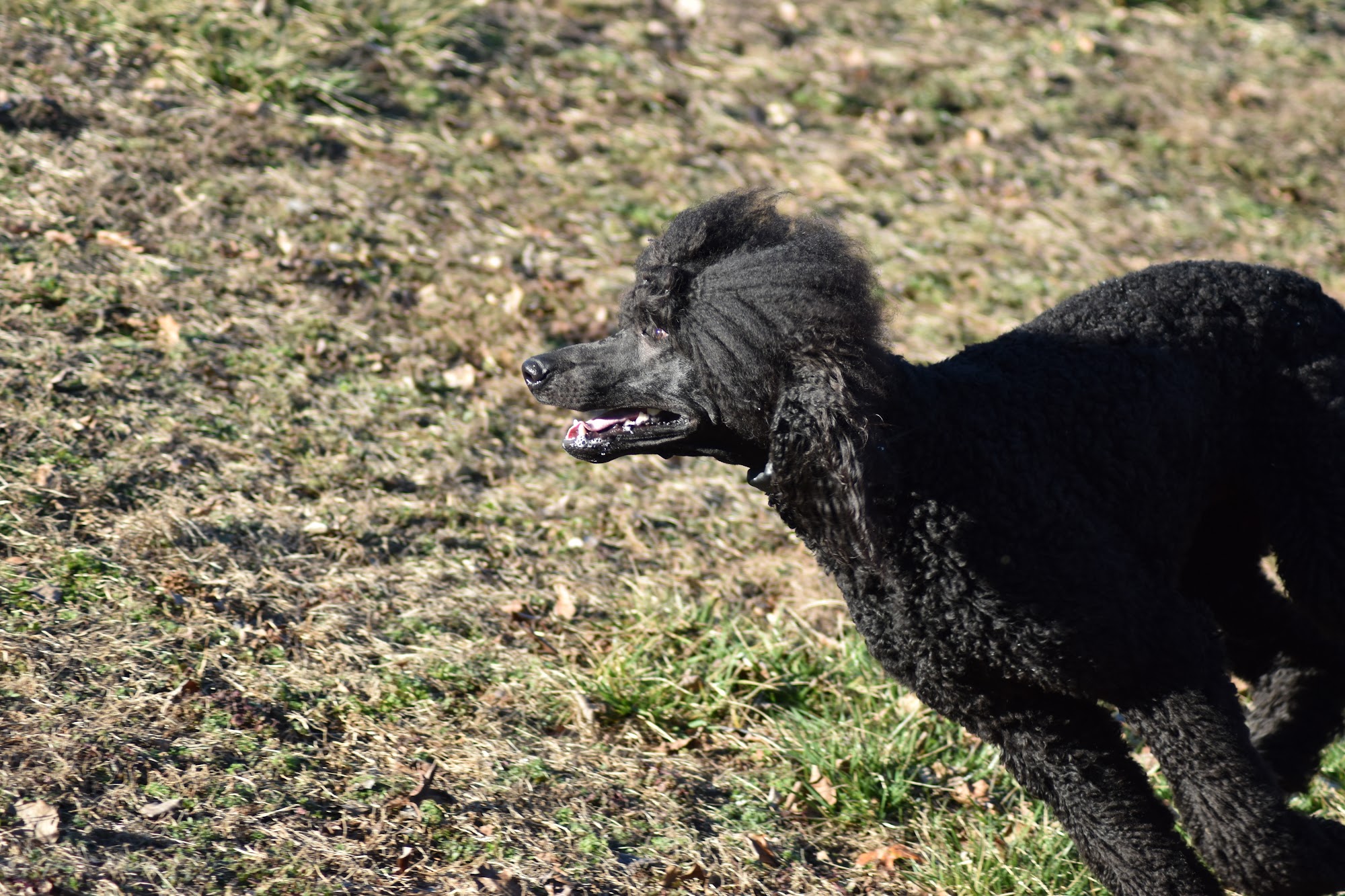 The Canine Ranch Canton