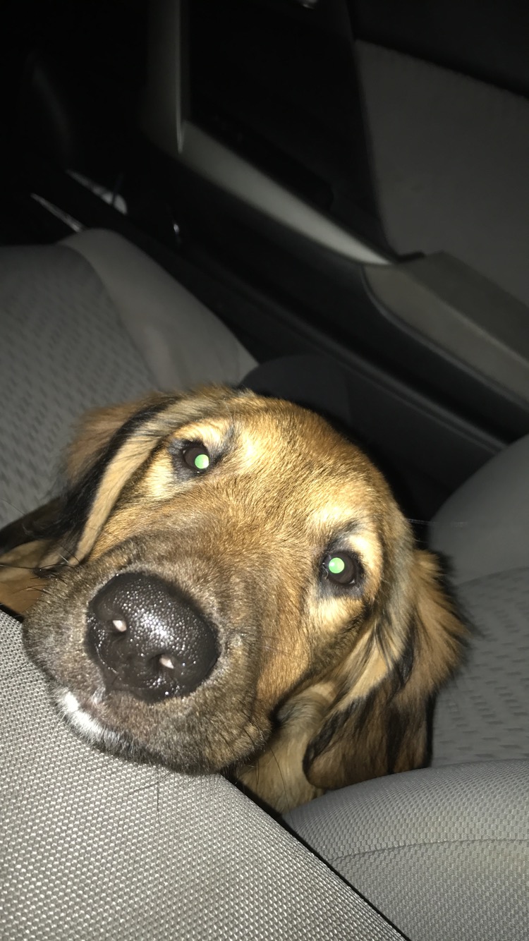 Alpha 9 Dog Training Canton