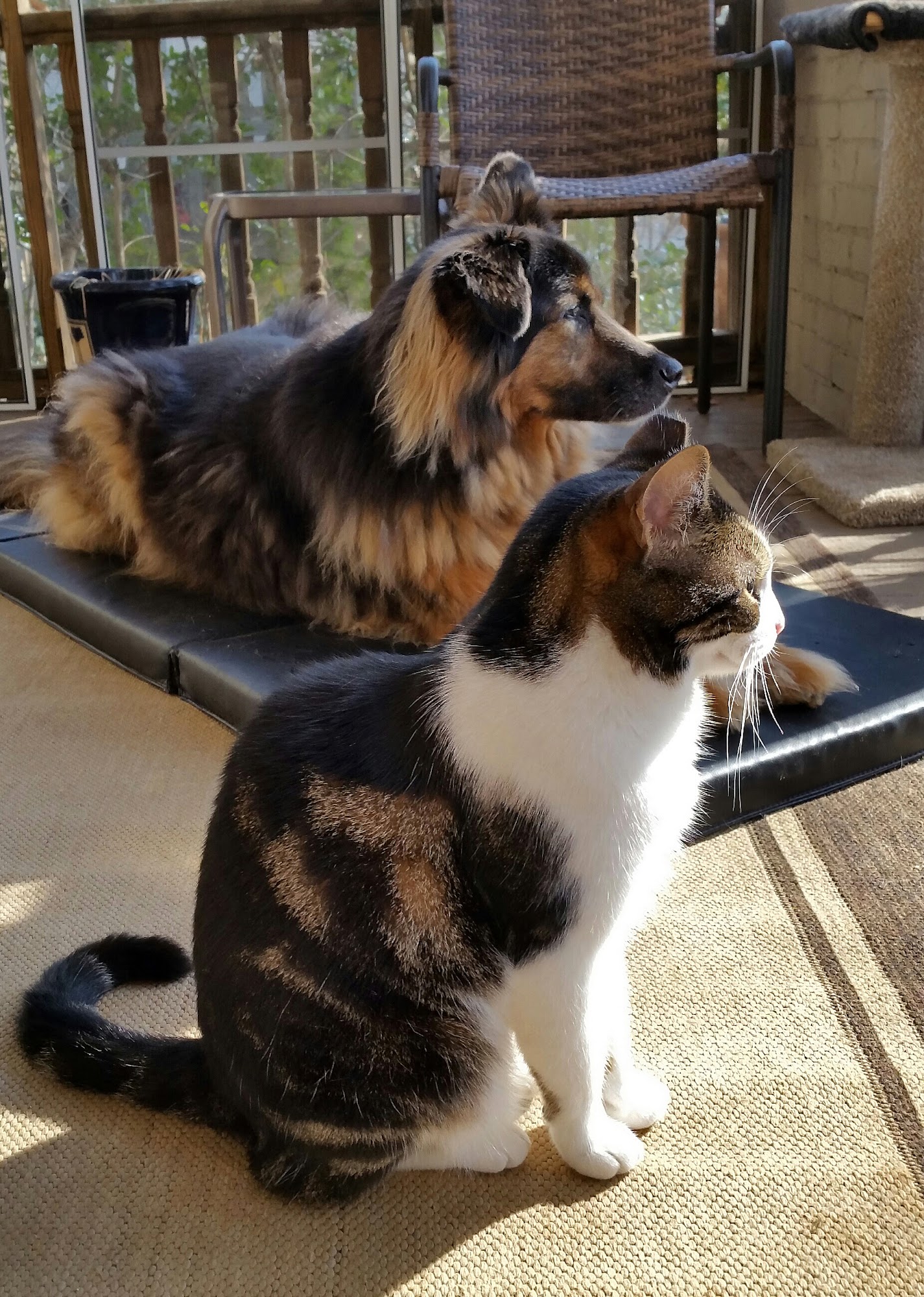 Petmeisters Pet Sitting Decatur