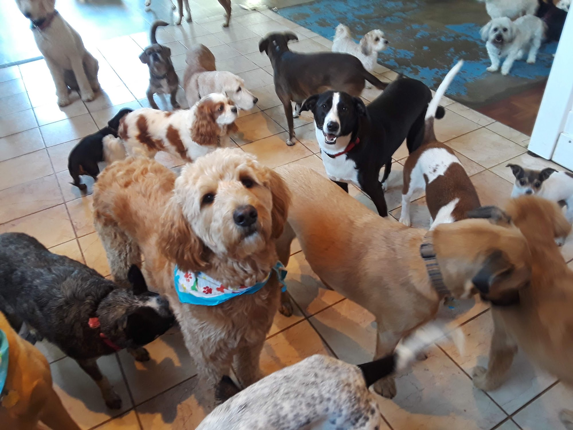 K & B Elite Doggie Daycare Decatur