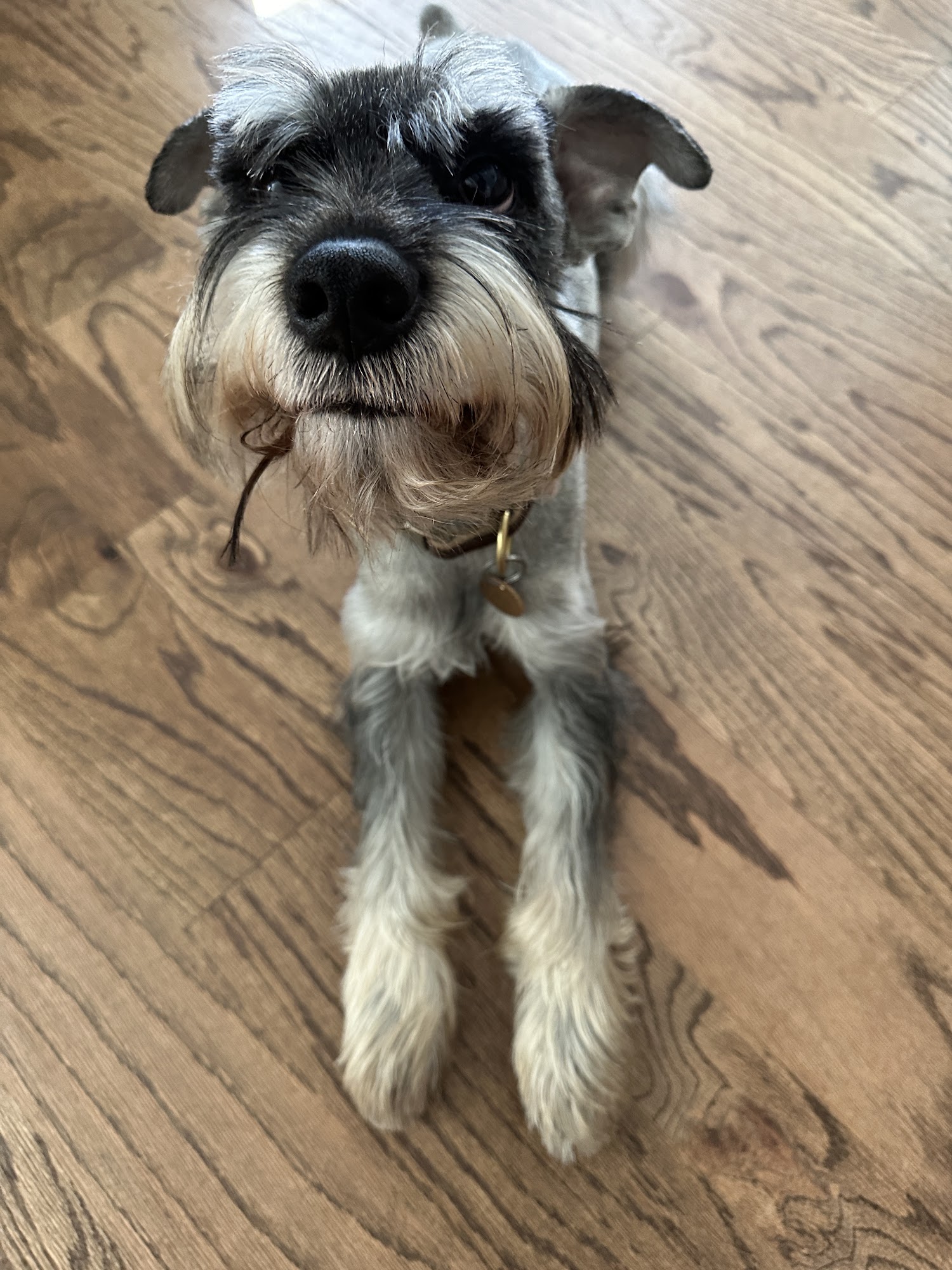 Dogma Grooming & Pet Gifts Evans