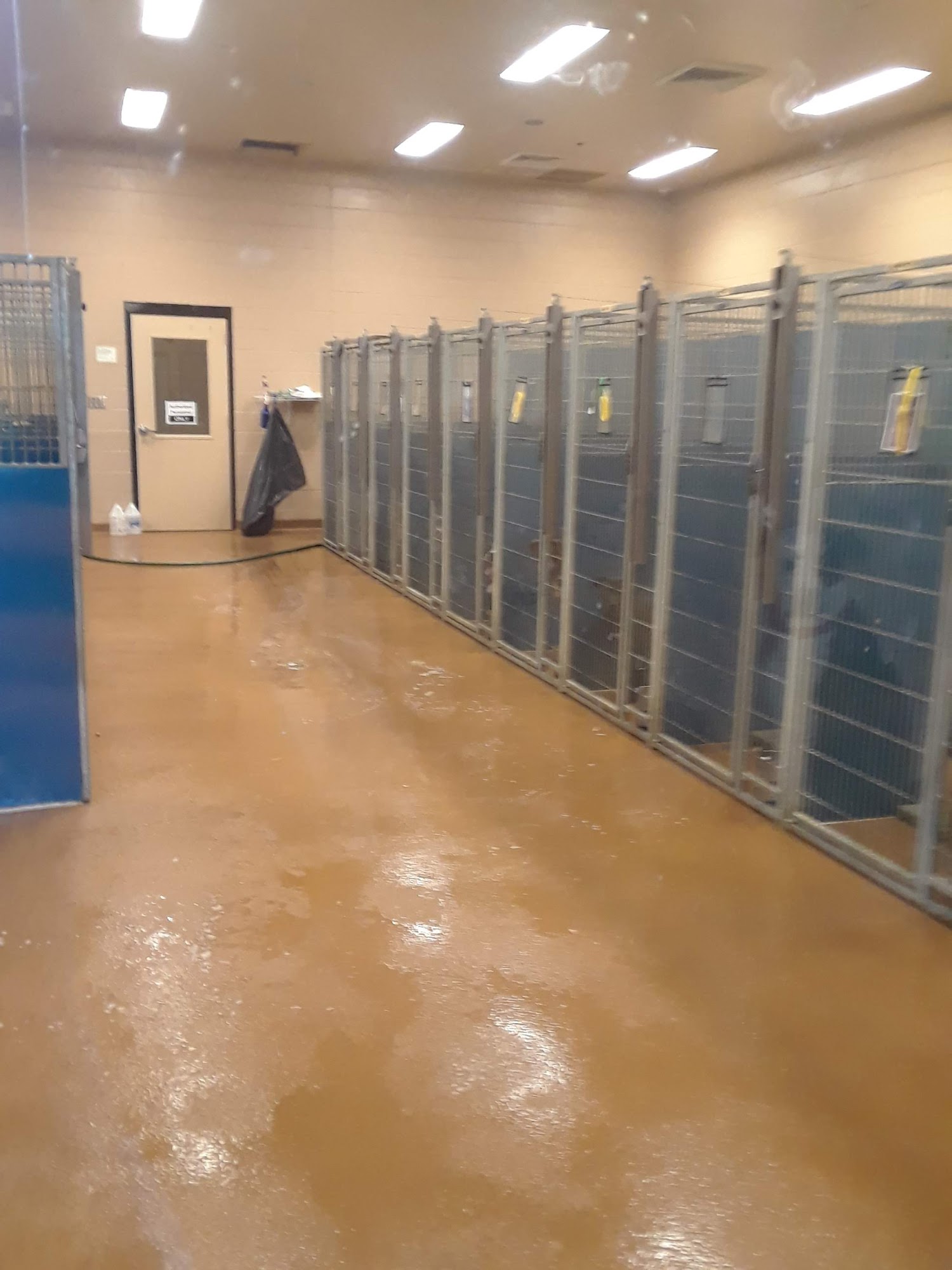 HALL COUNTY ANIMAL SHELTER - 1688 Barber Rd, Gainesville GA 30507