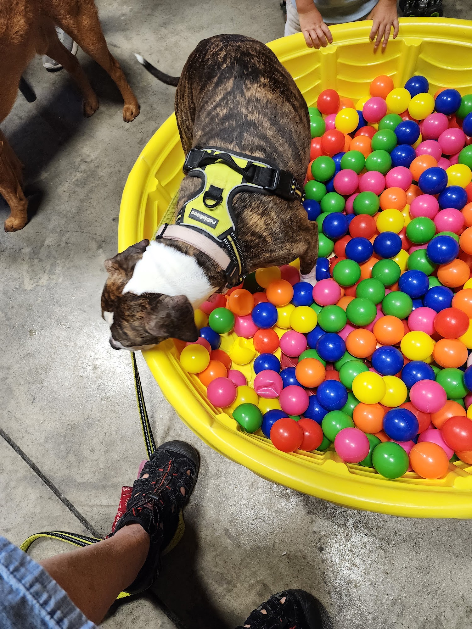 Dog On It Training and Grooming Grovetown