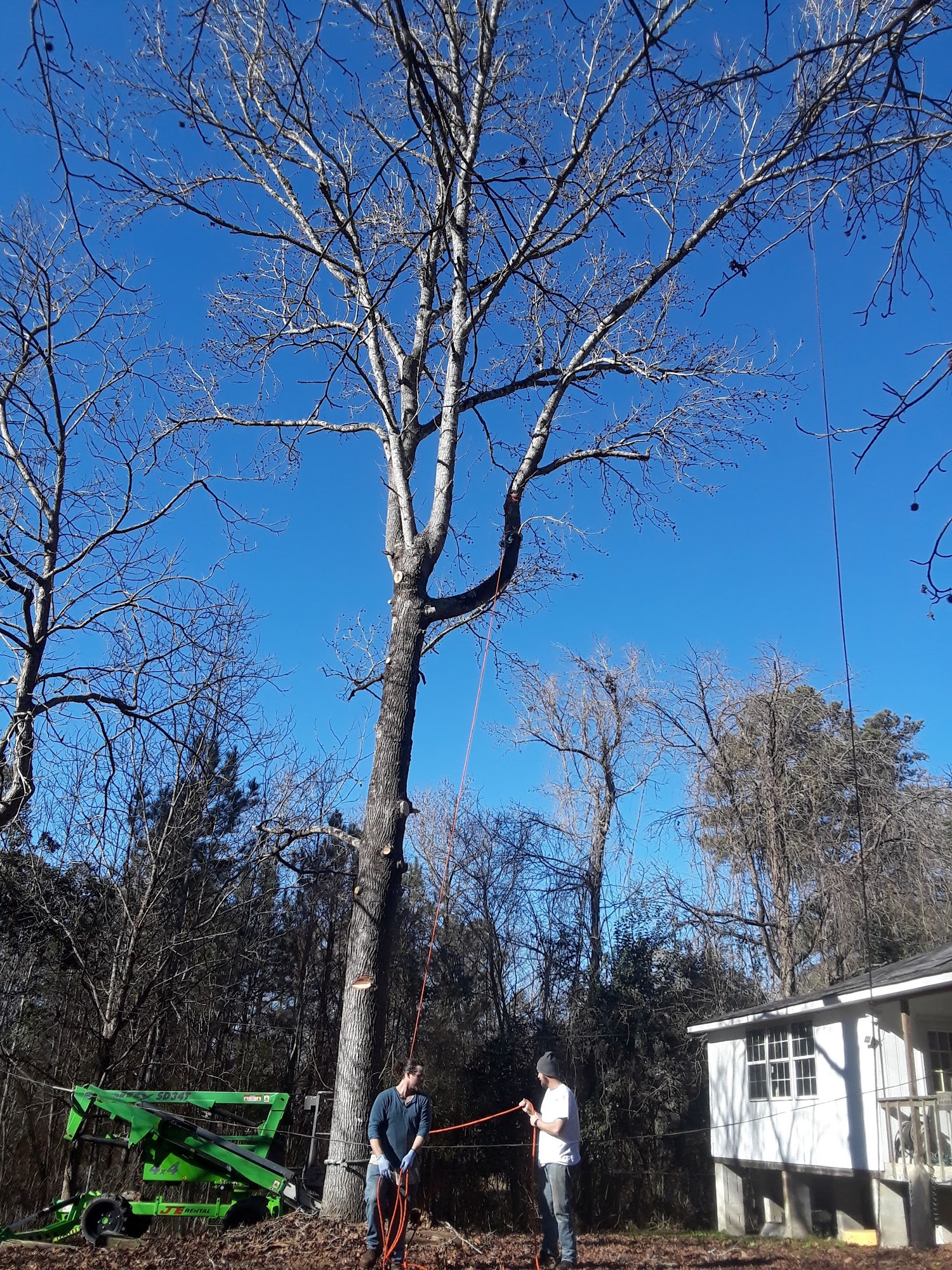 Fairchild Tree Removal