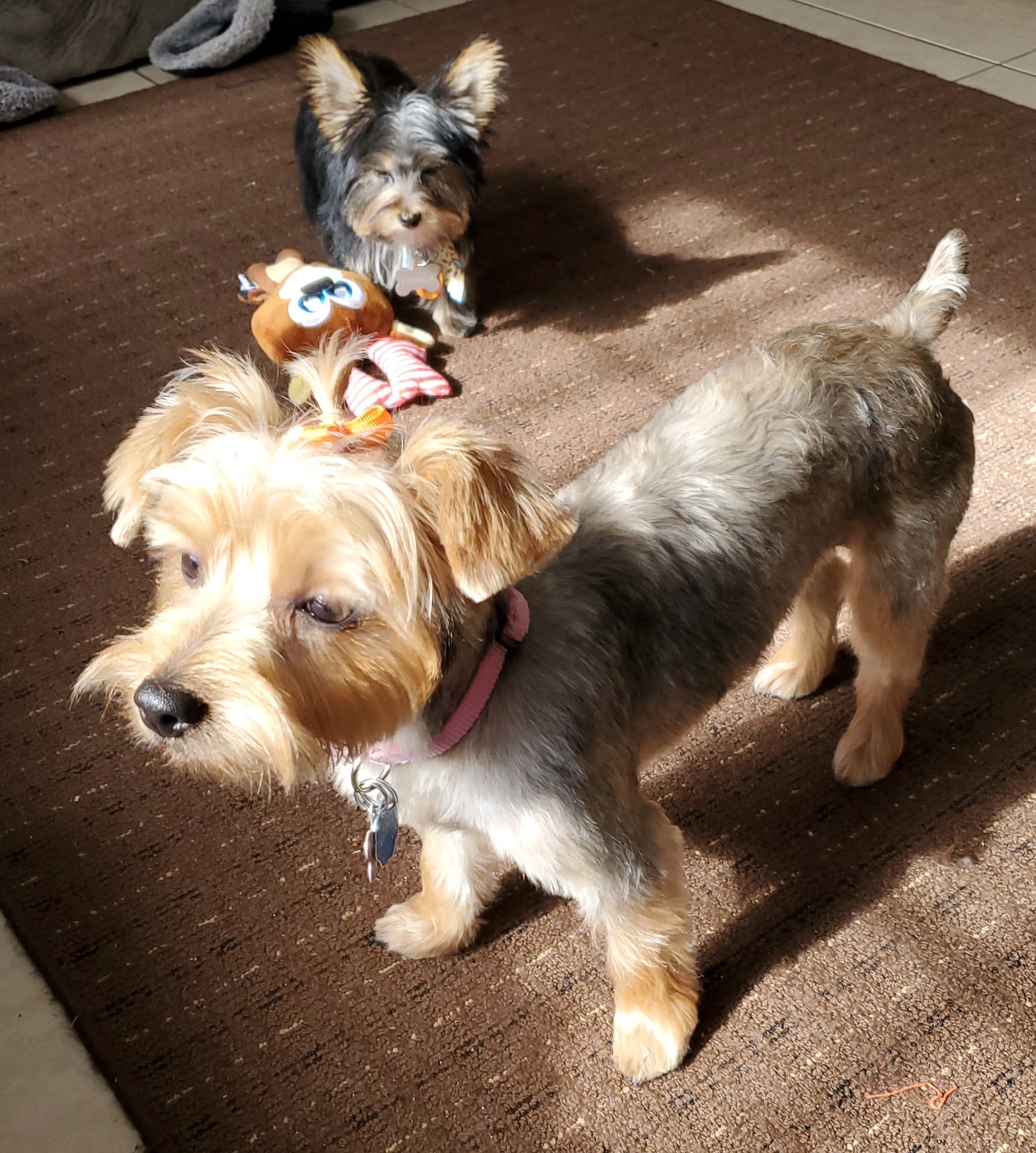 Barks and Bubbles Grooming Jefferson