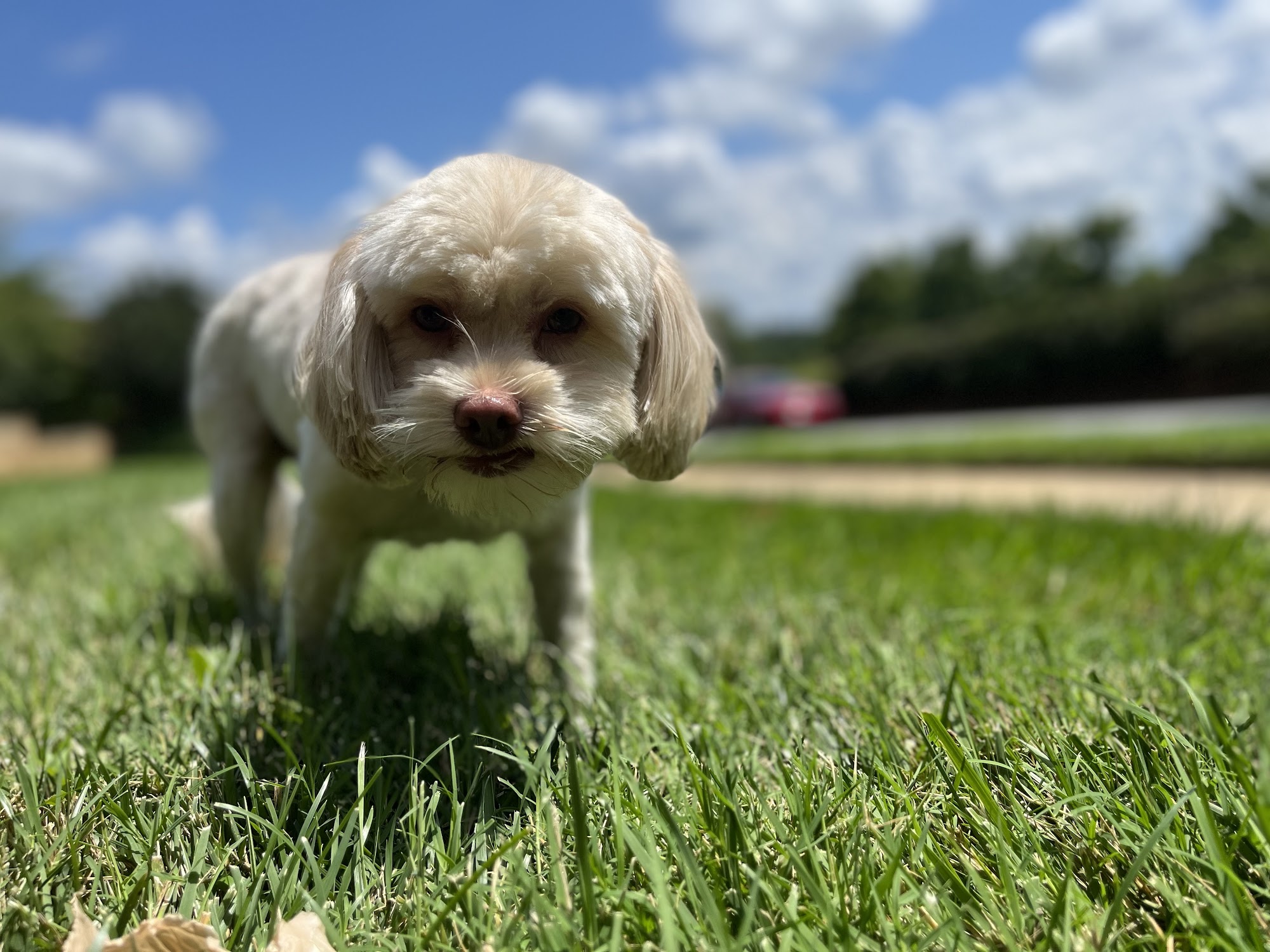 Johns Creek Veterinary Clinic