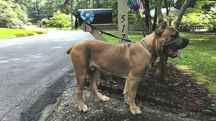 9TH WONDER CANE CORSO Jonesboro