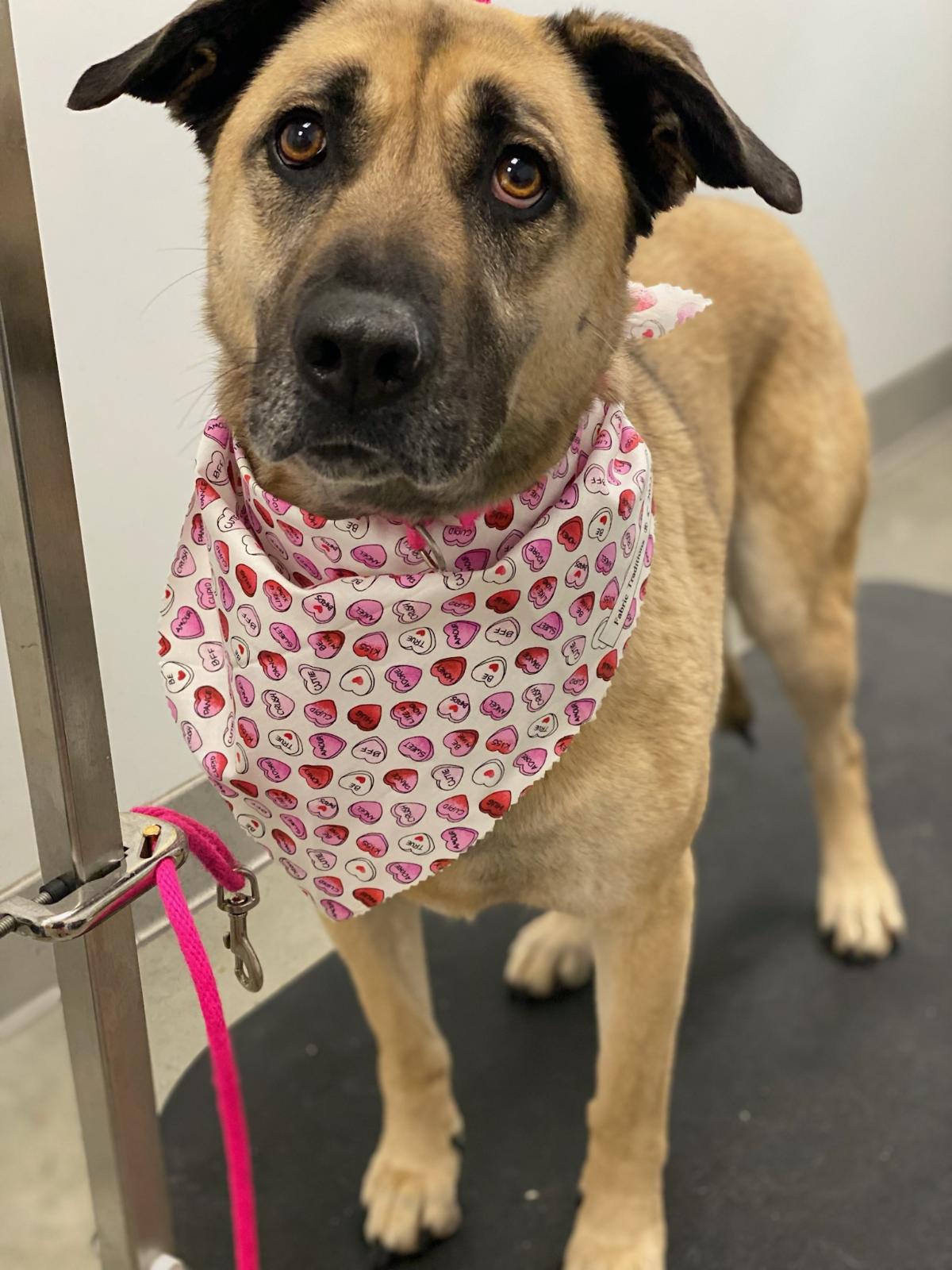 PetSuites Lawrenceville Lawrenceville