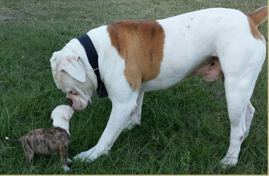 Wills American Bulldogs Leesburg