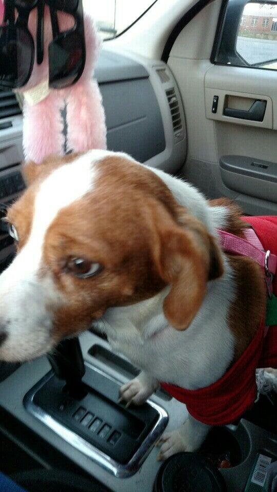 Griffin Keith DVM Macon