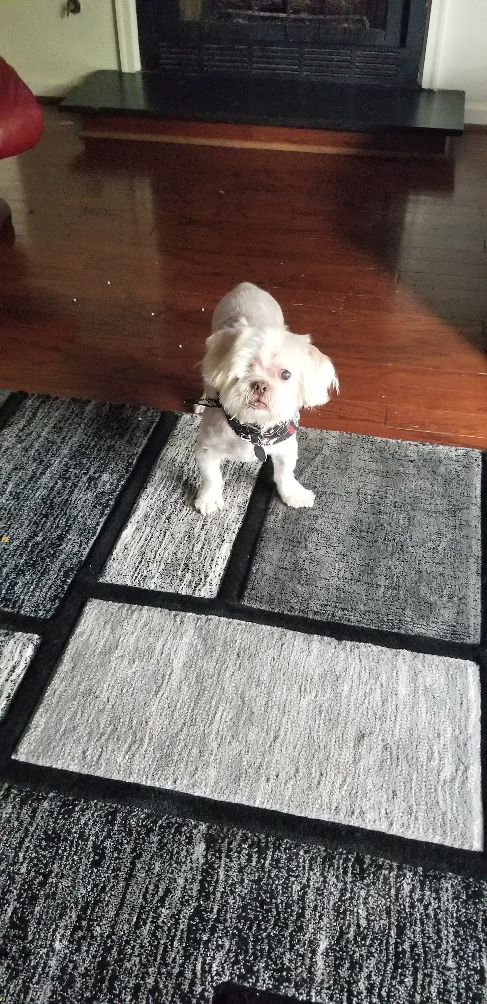 TaxiDoggy Pet Grooming Marietta