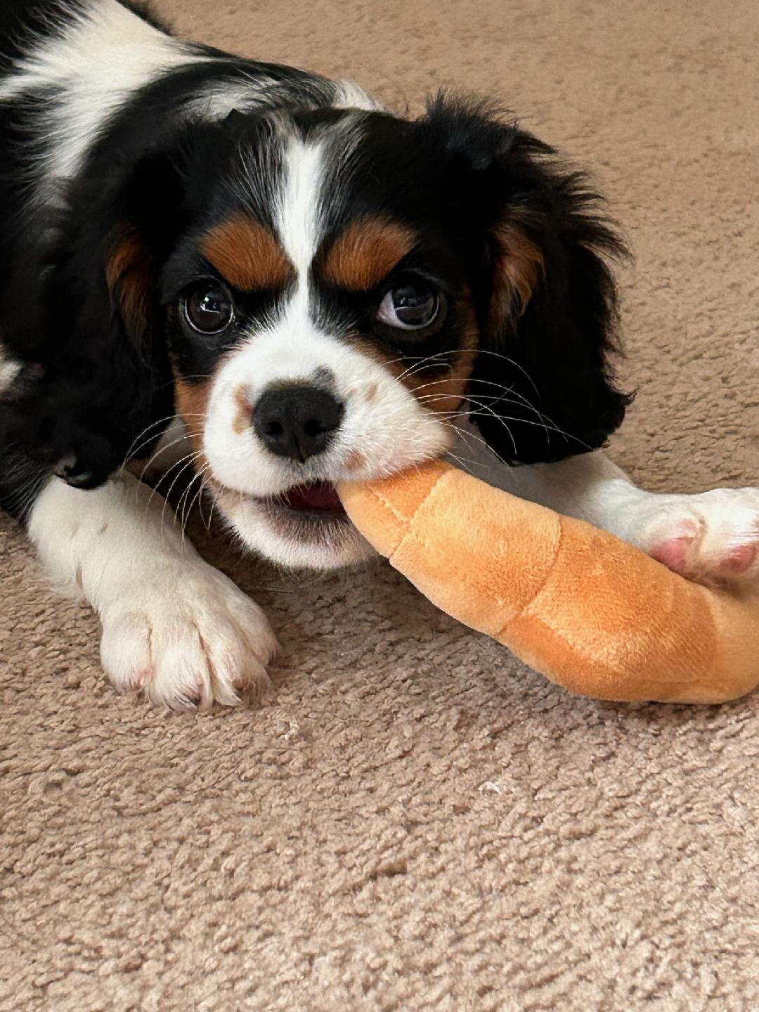 Family Dog Training Marietta