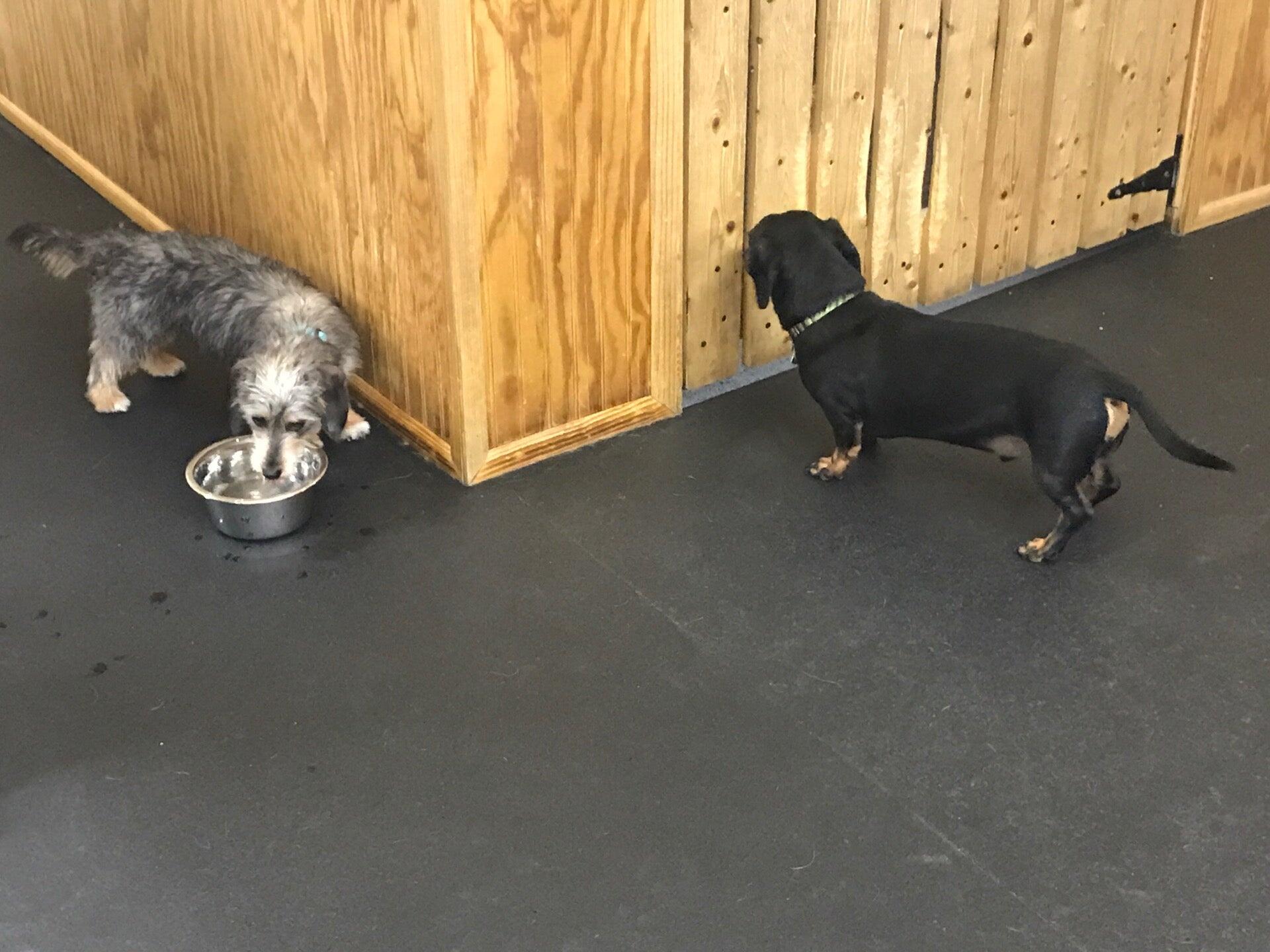 Delightful Dog Marietta