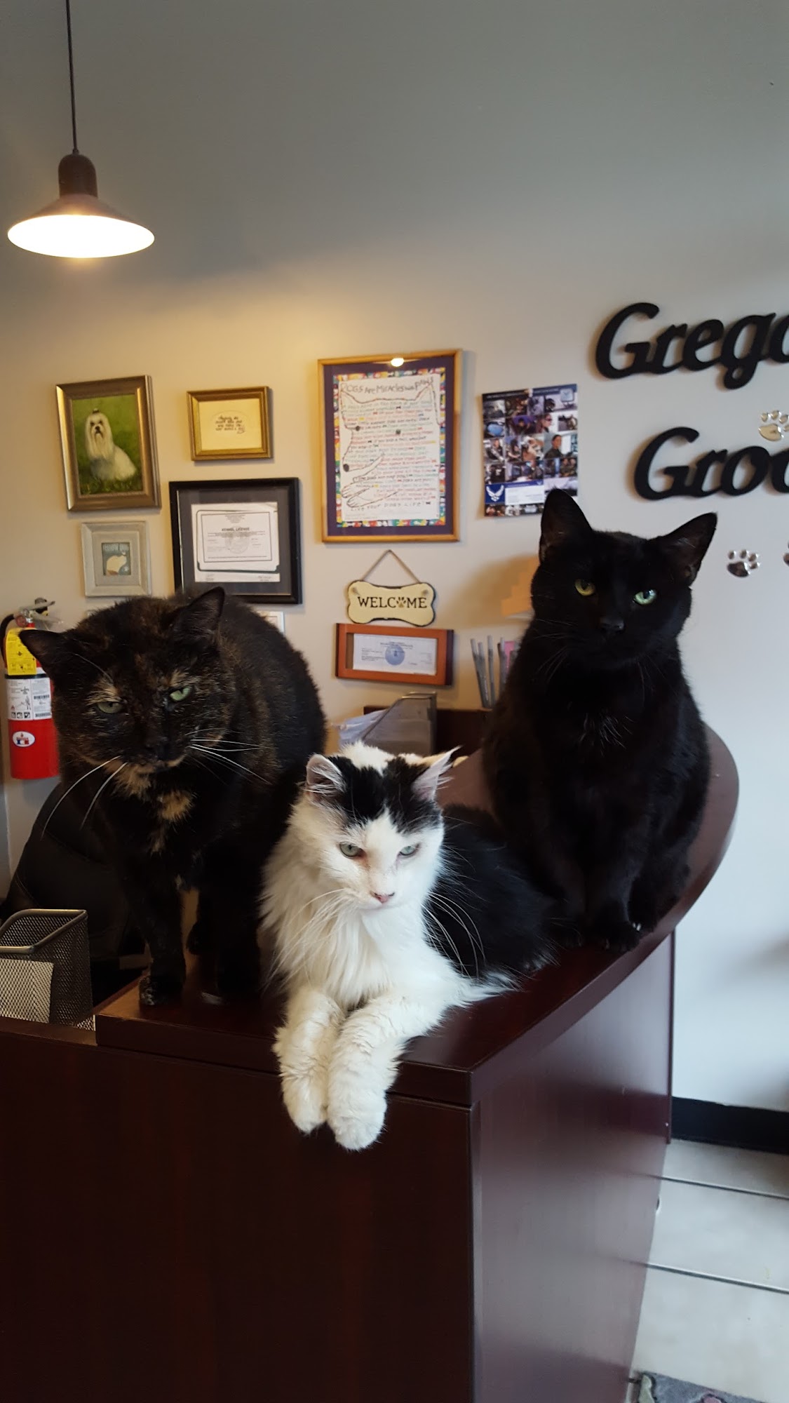 Gregory's Grooming Salon Marietta