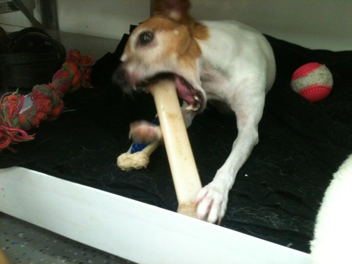 Sprayberry Animal Hospital Marietta