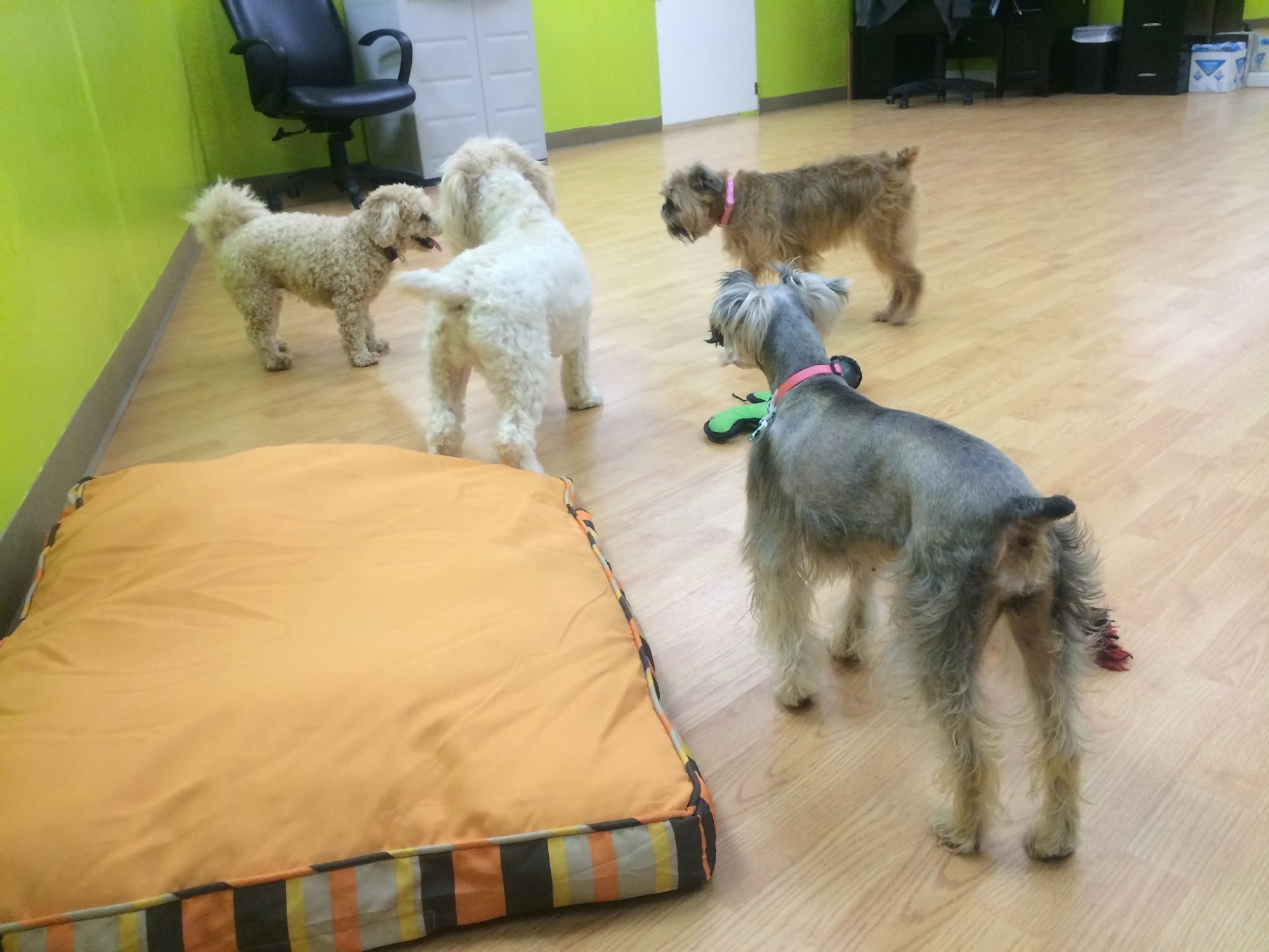 Save Me From The Dog House Marietta