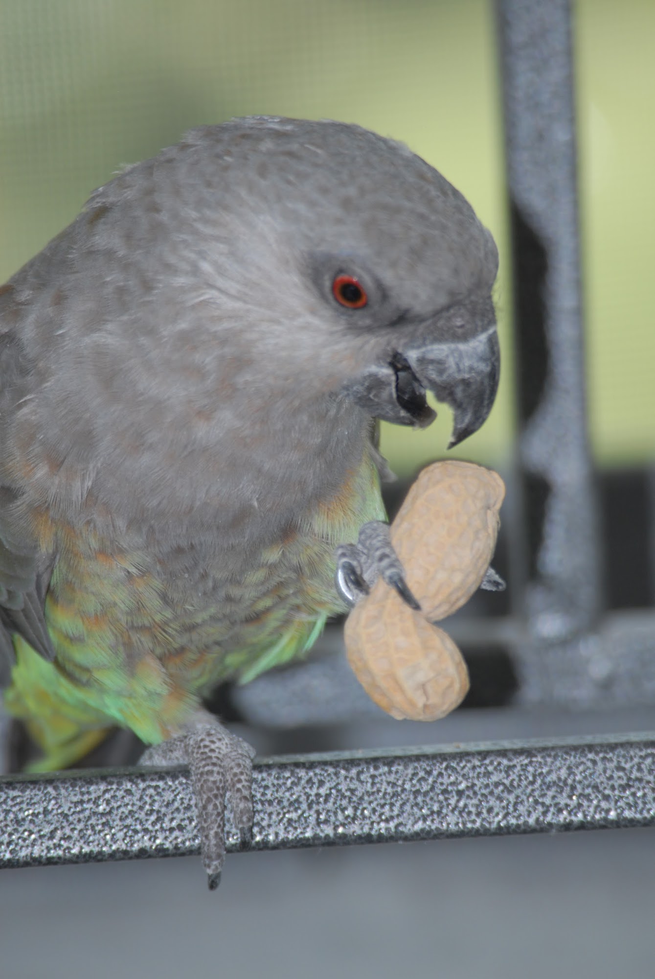 Pets Trust Us Petsitting Marietta