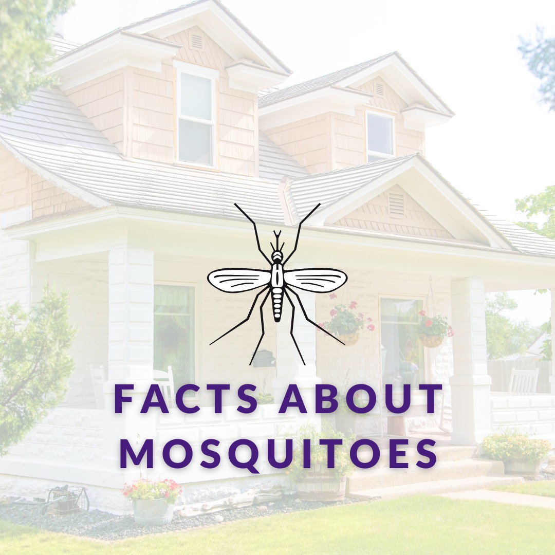 Missquito Mosquito Control